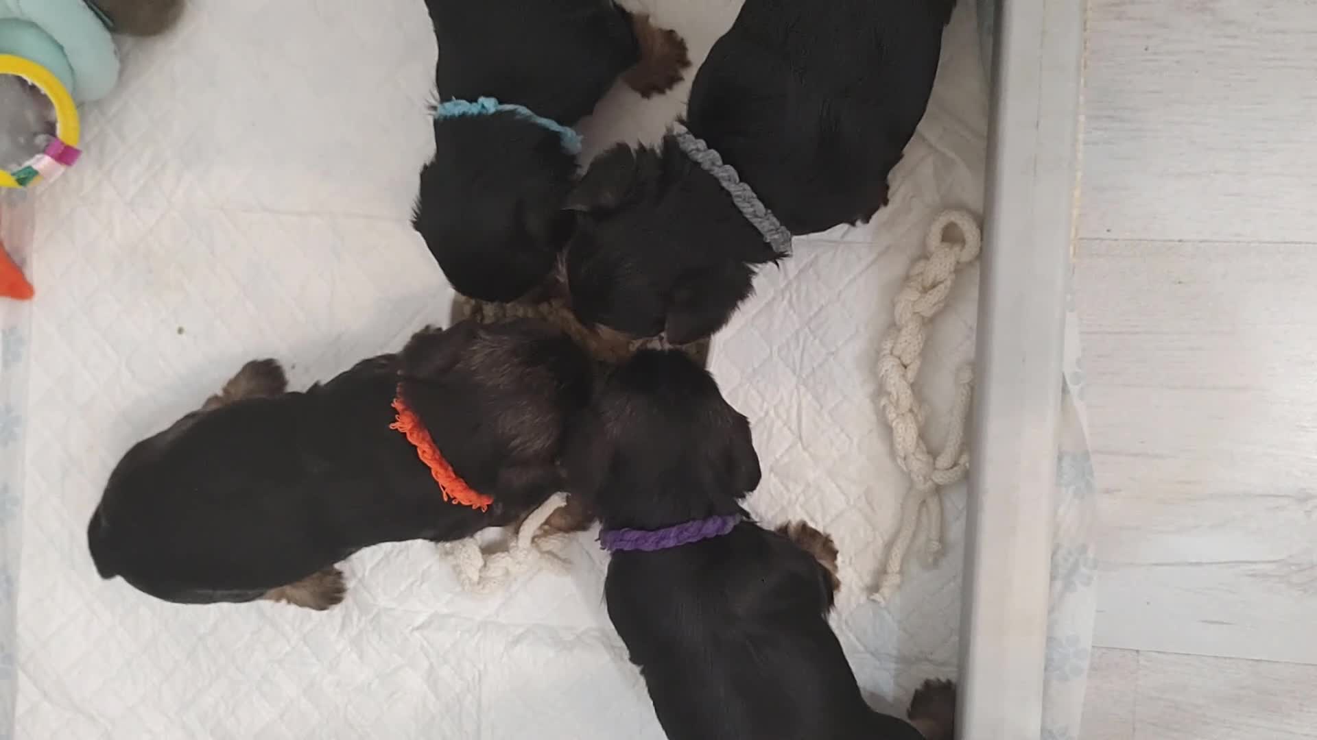 Yorkshire Terrier dogs for sale: Adorable Mini Yorkshire Terrier Puppies - Video 2