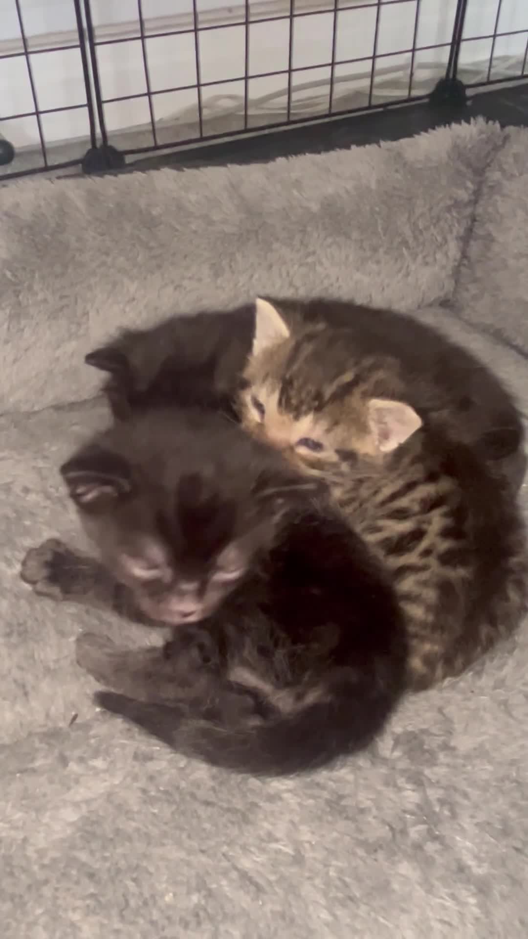 Bengal cats for sale: Beautiful kittens  in Swindon - Video 4