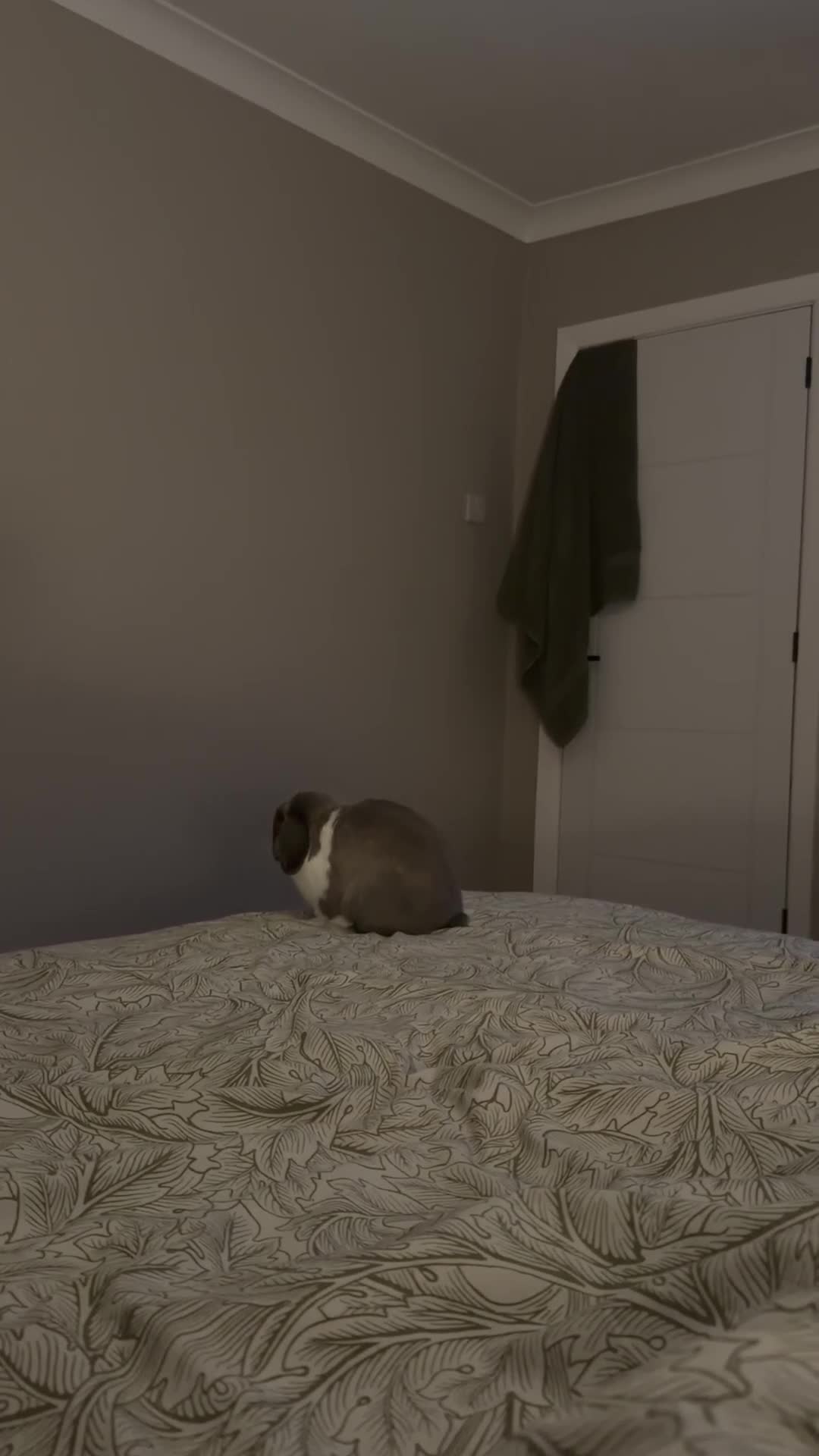 Mini Lop rabbits for sale: Mini lop Boy looking for forever home 💙 in Warrington - Video 2