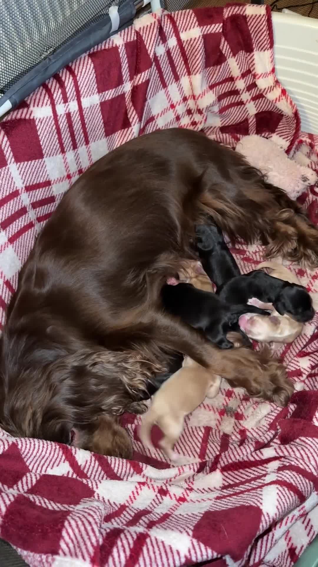 Cockapoo dogs for sale: Cockapoo puppies for sale in Walsall - Video 4