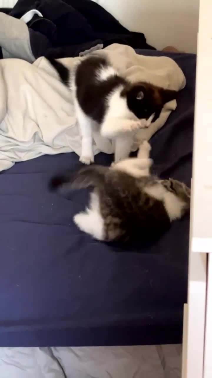 Mixed Breed cats for sale: Two female mixed kittens for sale - Video 1