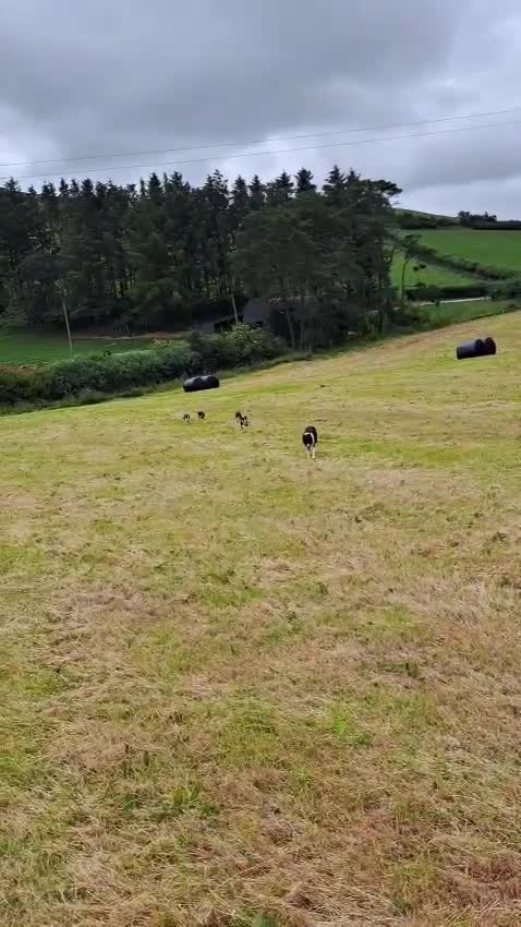 Border Collie dogs for sale: Gorgeous little border collies puppies - Video 1