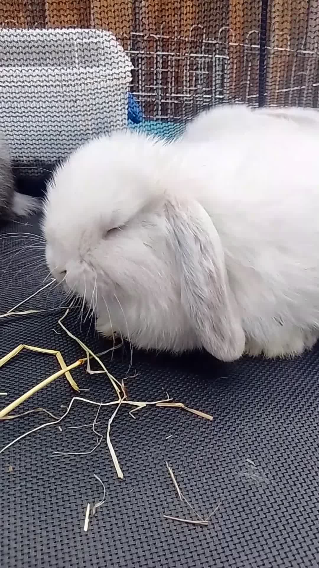 Mini Lop rabbits for sale: Mini Lop Bunnies Ready to leave 12/05 - Video 1
