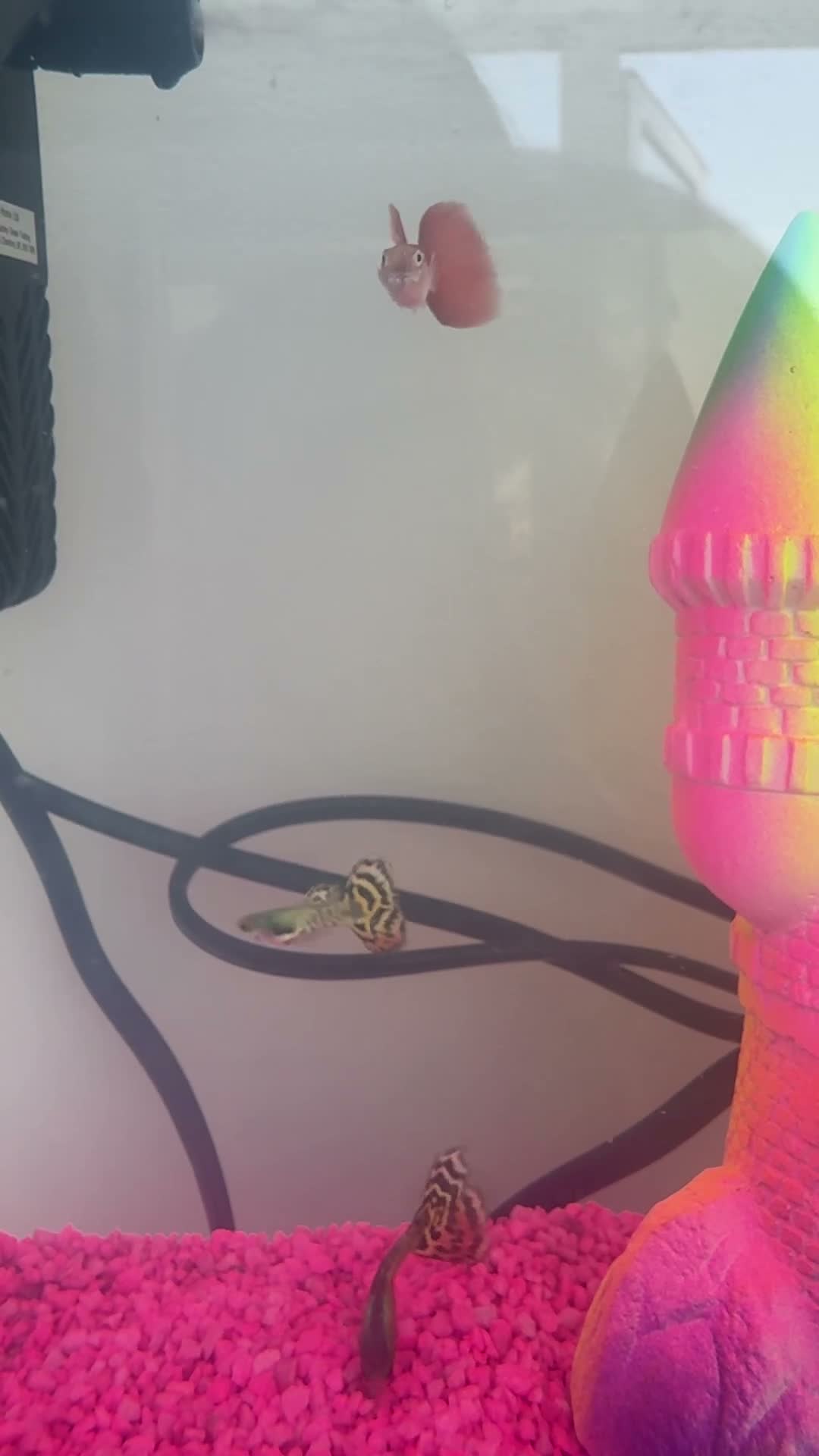 Other/Mixed Breed fish for sale: Guppies with Fish Tank in Leicester - Video 1