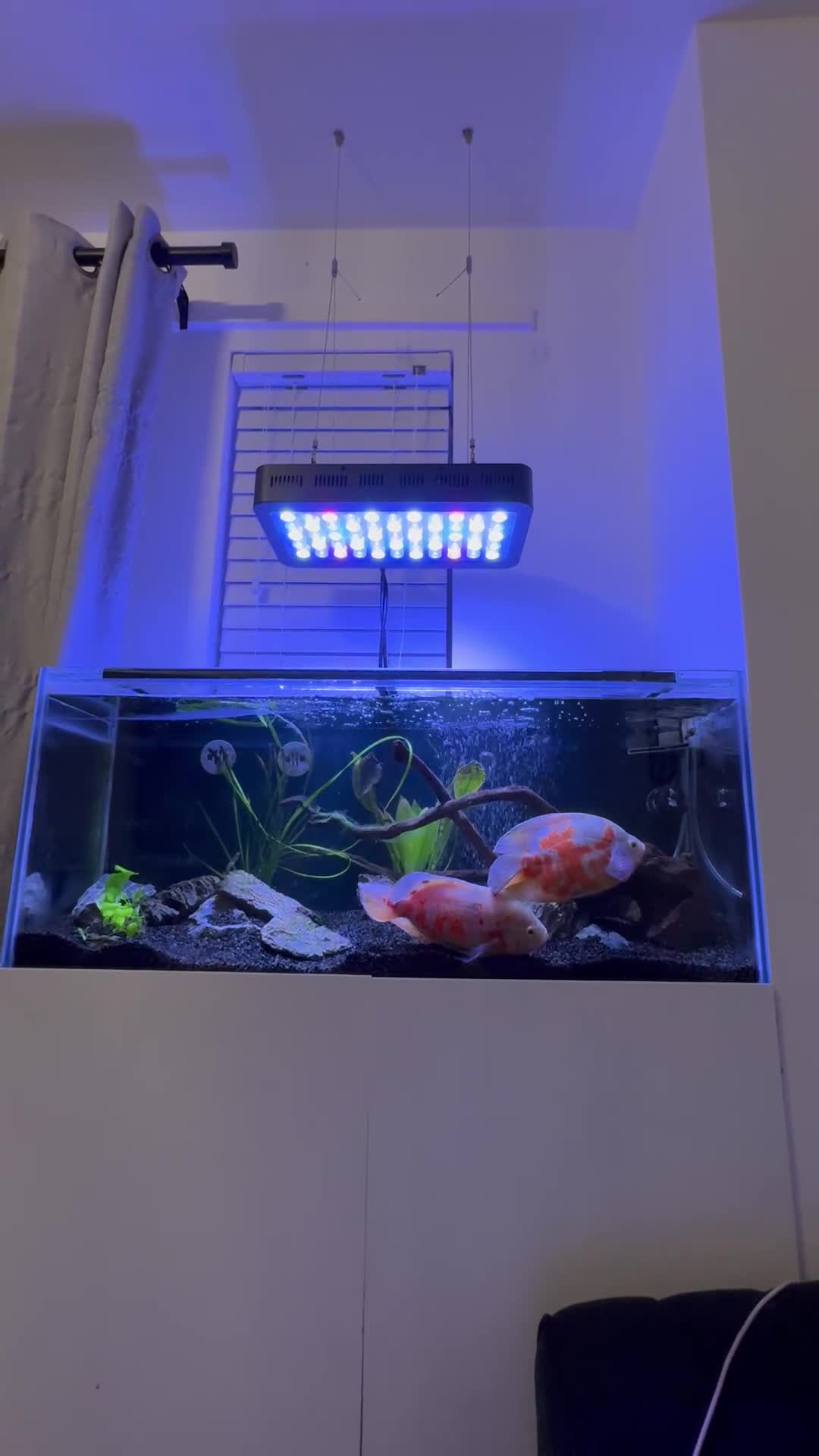 Cichlids fish for sale: 2 large Oscar fish - Video 1