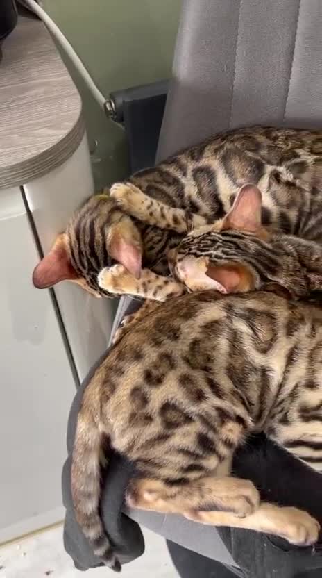 Bengal cats for sale: Confident, Socialised Tica Bengals - Hand Reared  - Video 1