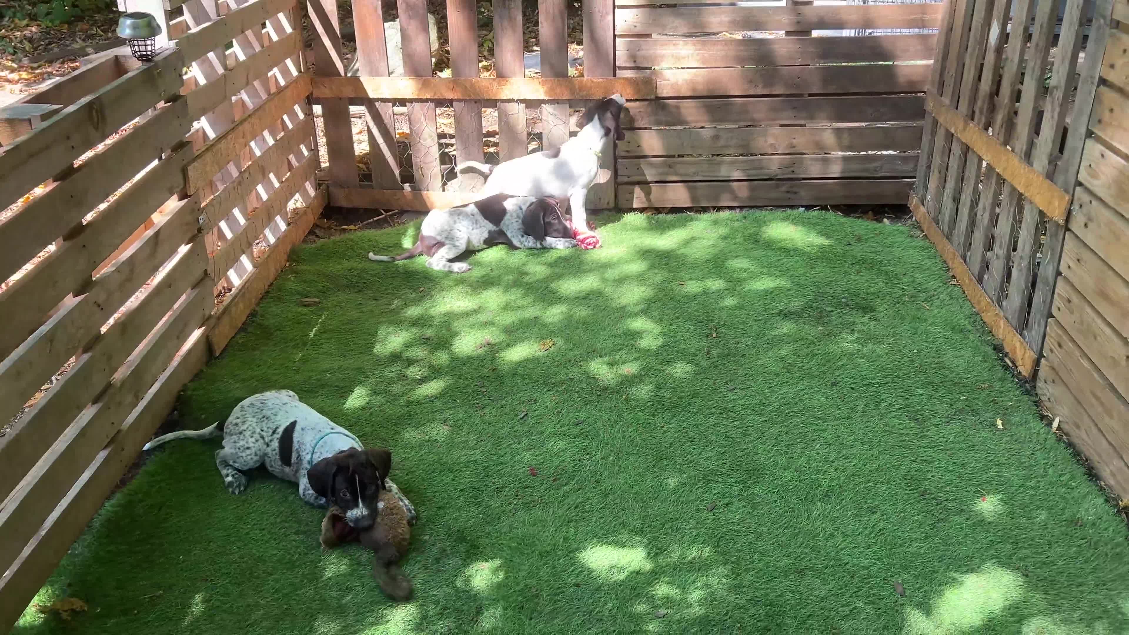 German Shorthaired Pointer dogs for sale: KC Ready to Leave (3 BOYS LEFT) GSP puppies  - Video 1