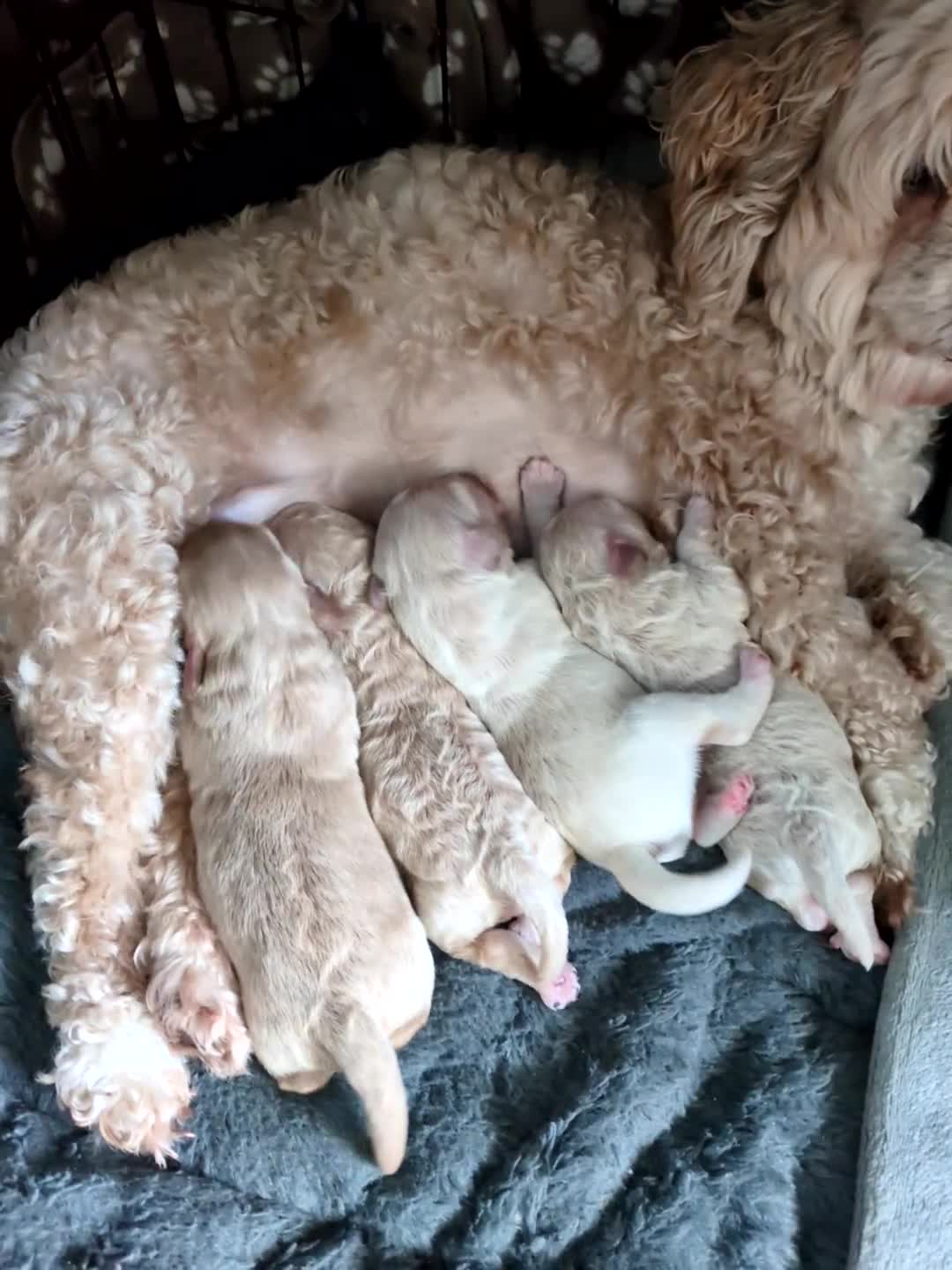 Lhasapoo dogs for sale: TEDDY BEAR LHASAPOO  in Durham - Video 2