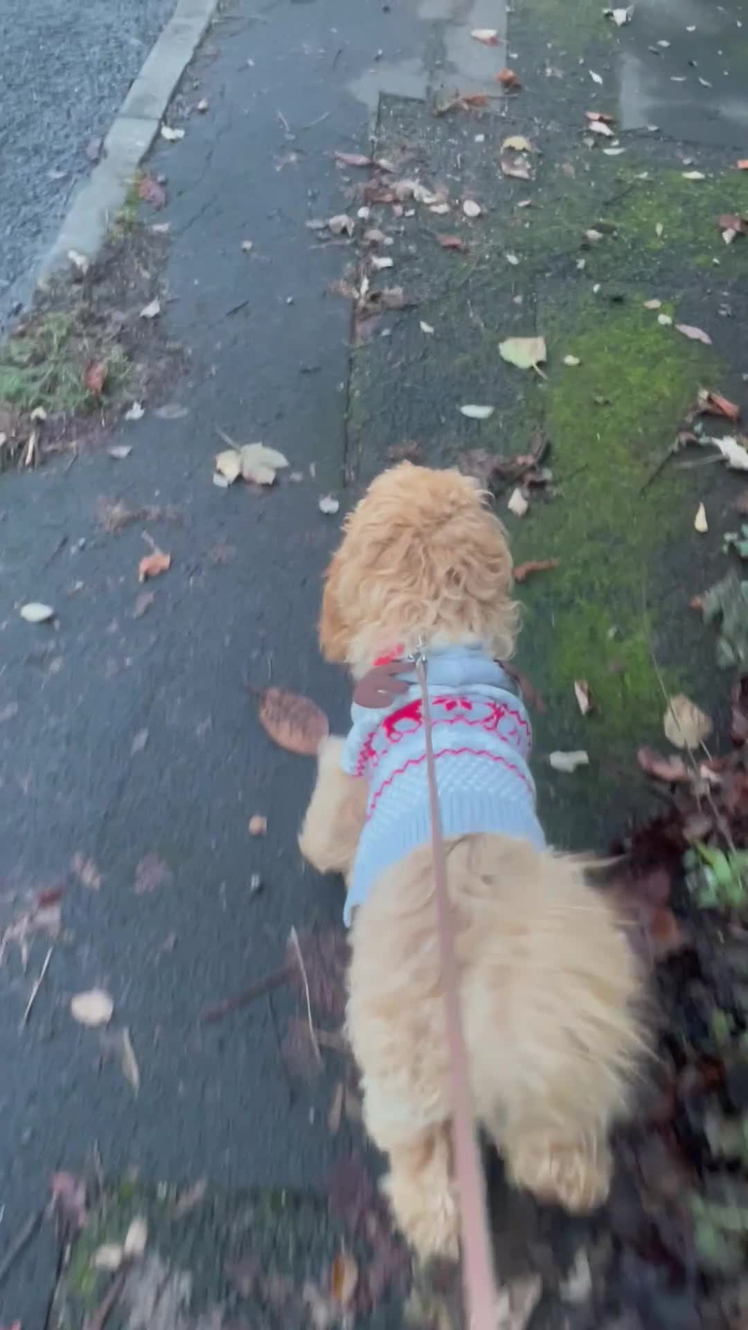 Cockapoo dogs for sale: 1 year old Cockapoo male - Video 1