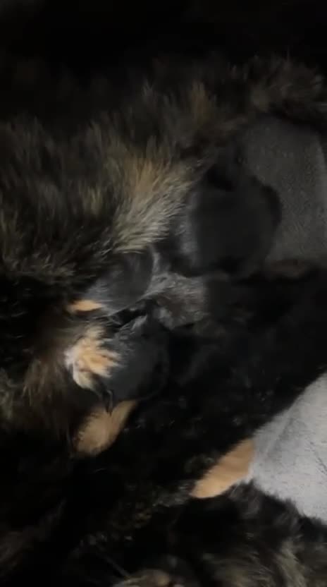 Mixed Breed cats for sale: 2 female Calico/tortoiseshell kittens - Video 1