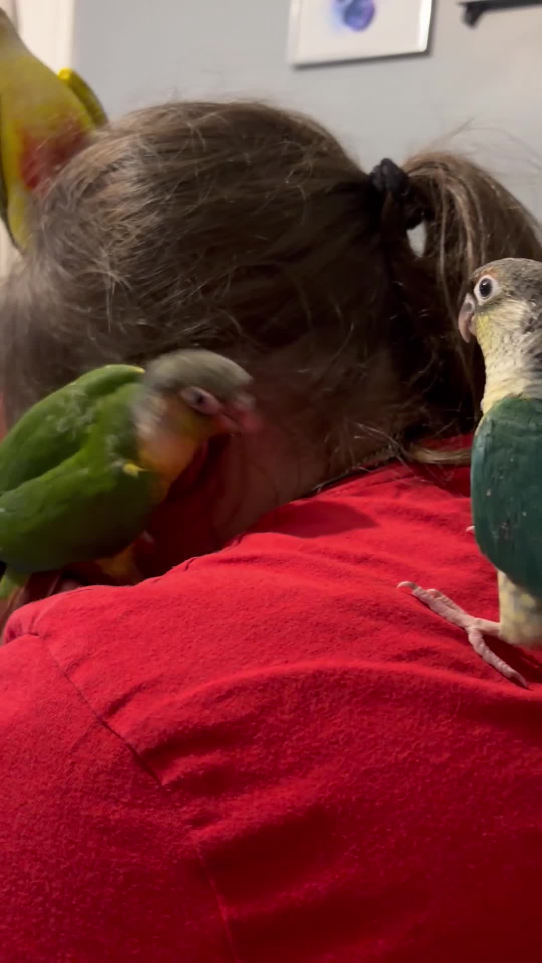 Conures birds for sale: Beautiful hand reared conure babies in Darlington - Video 1