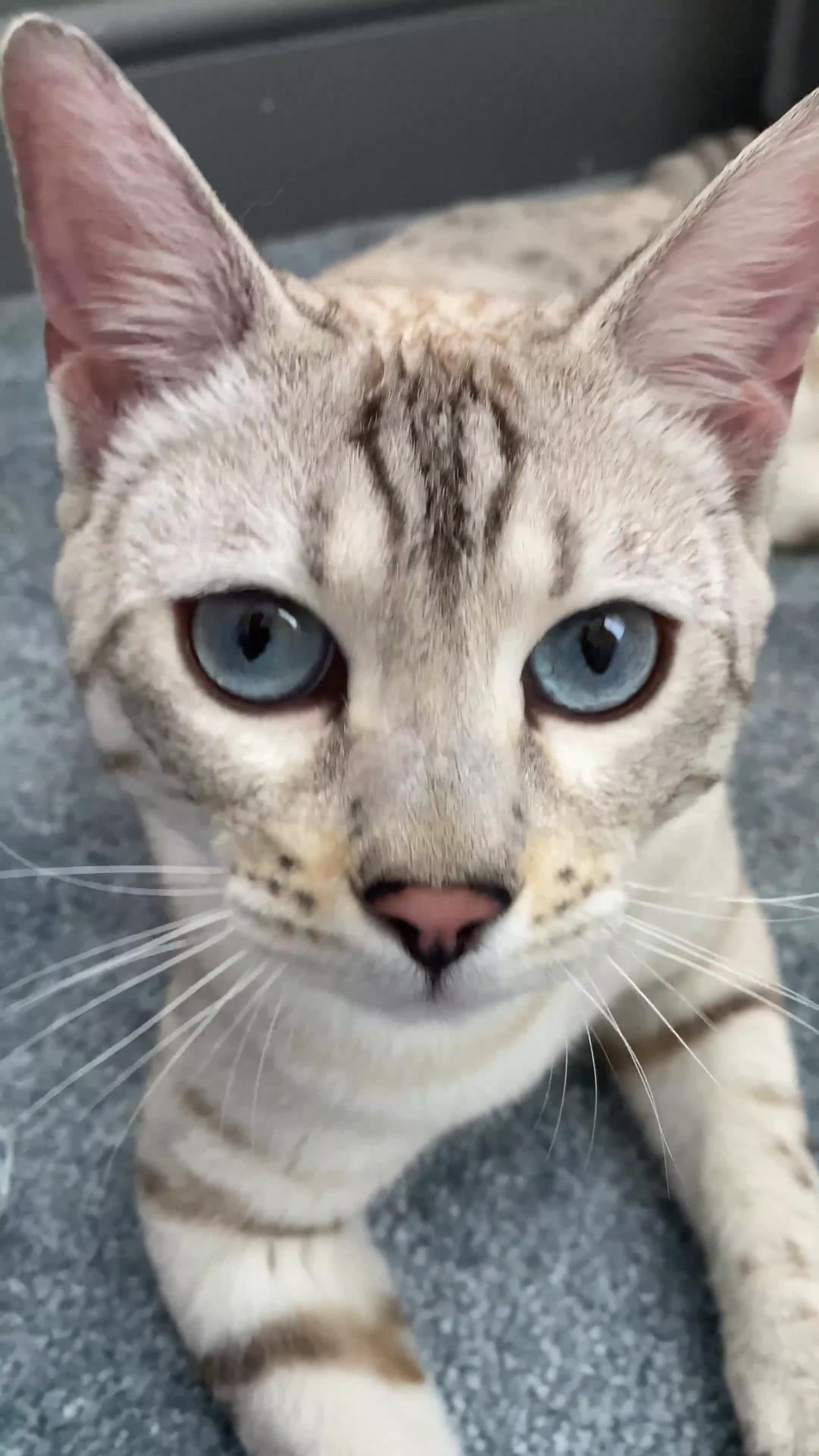 Bengal cats for sale: Not available Minx Bengal  - Video 1