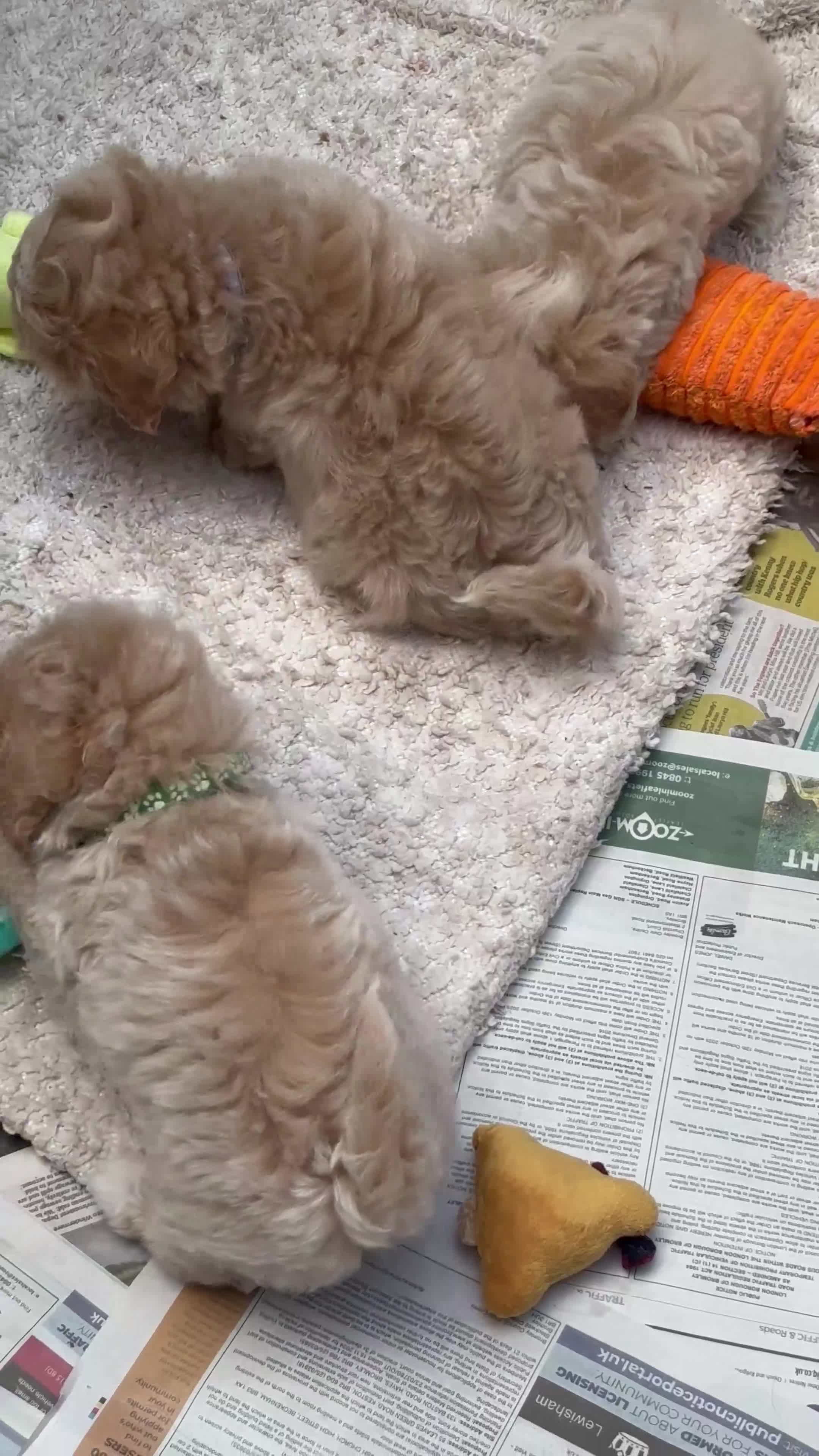 Maltipoo dogs for sale: ADORABLE F1 MALTIPOO PUPPIES DNA TESTED  - Video 3