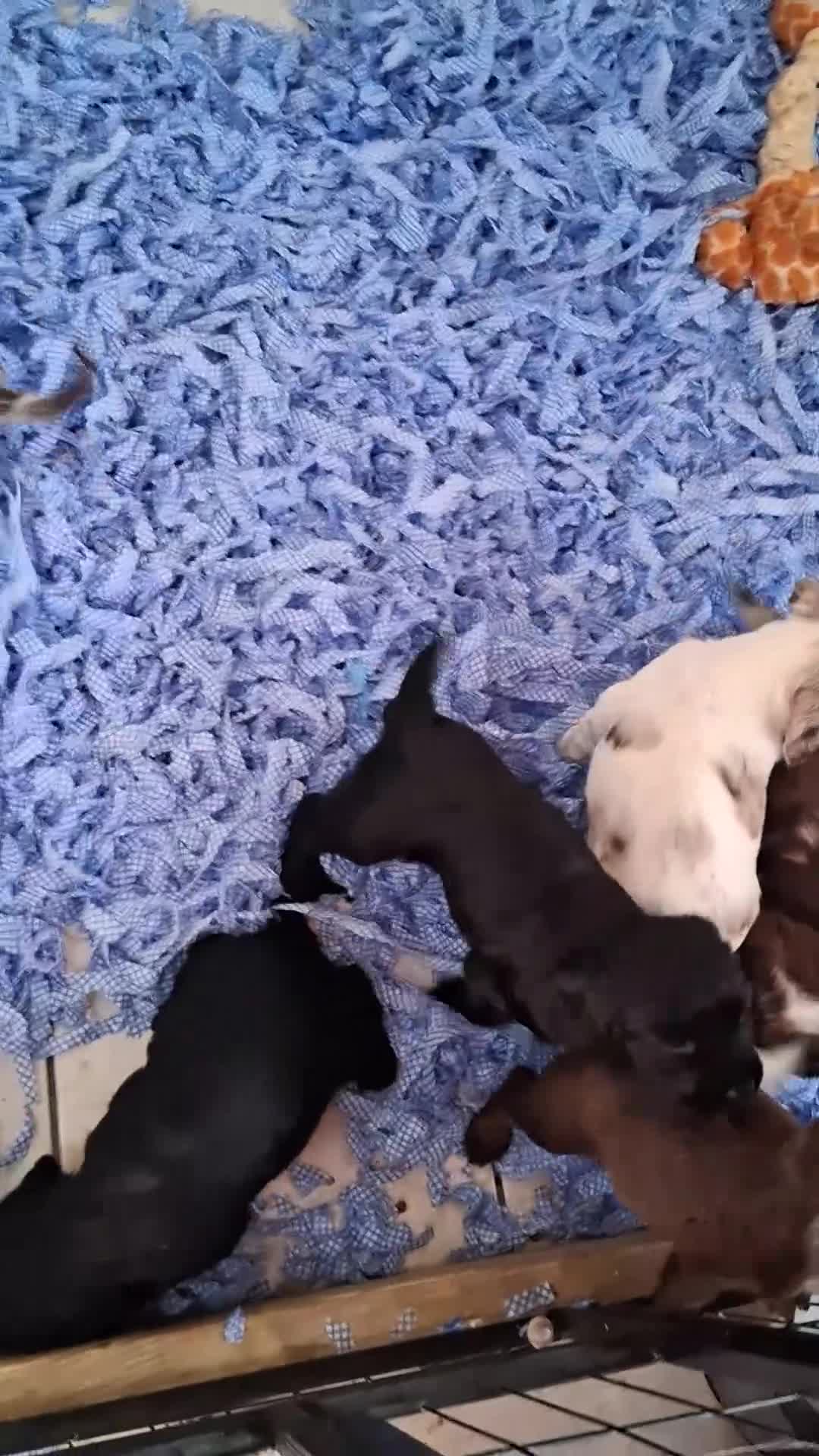 Cocker Spaniel dogs for sale: Cocker spaniel puppies  - Video 1