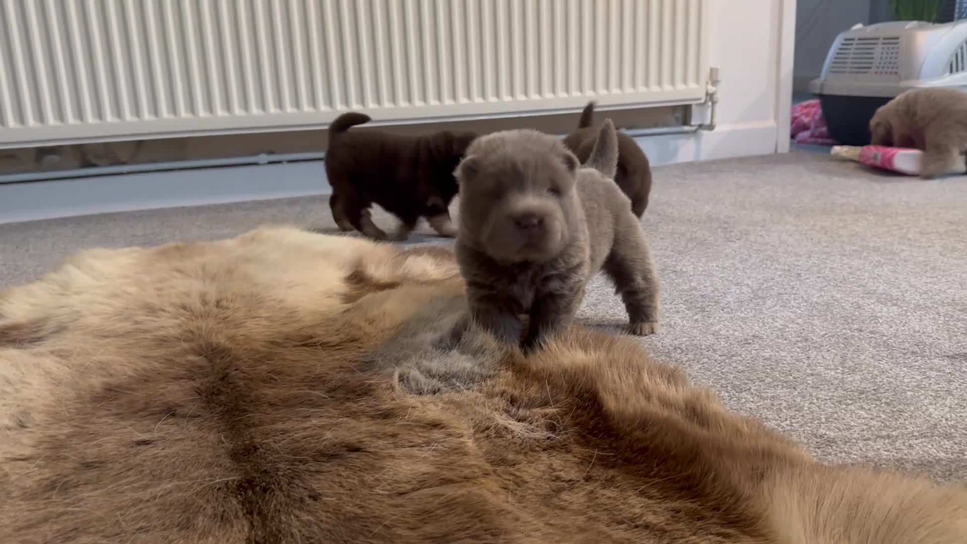 Shar Pei dogs for sale: Top quality choc and tan bear coat sharpies - Video 3