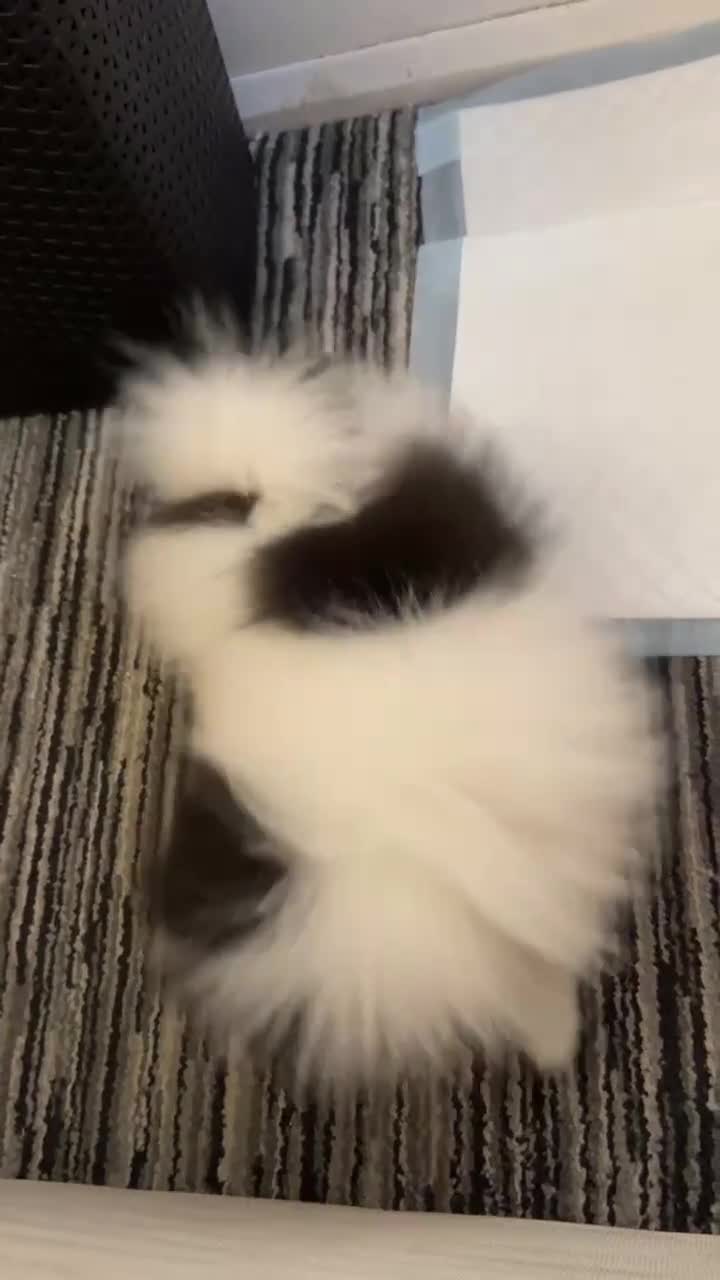 Pomeranian dogs for stud: Proven Pomeranian Stud Yoshi❤️ - Video 2