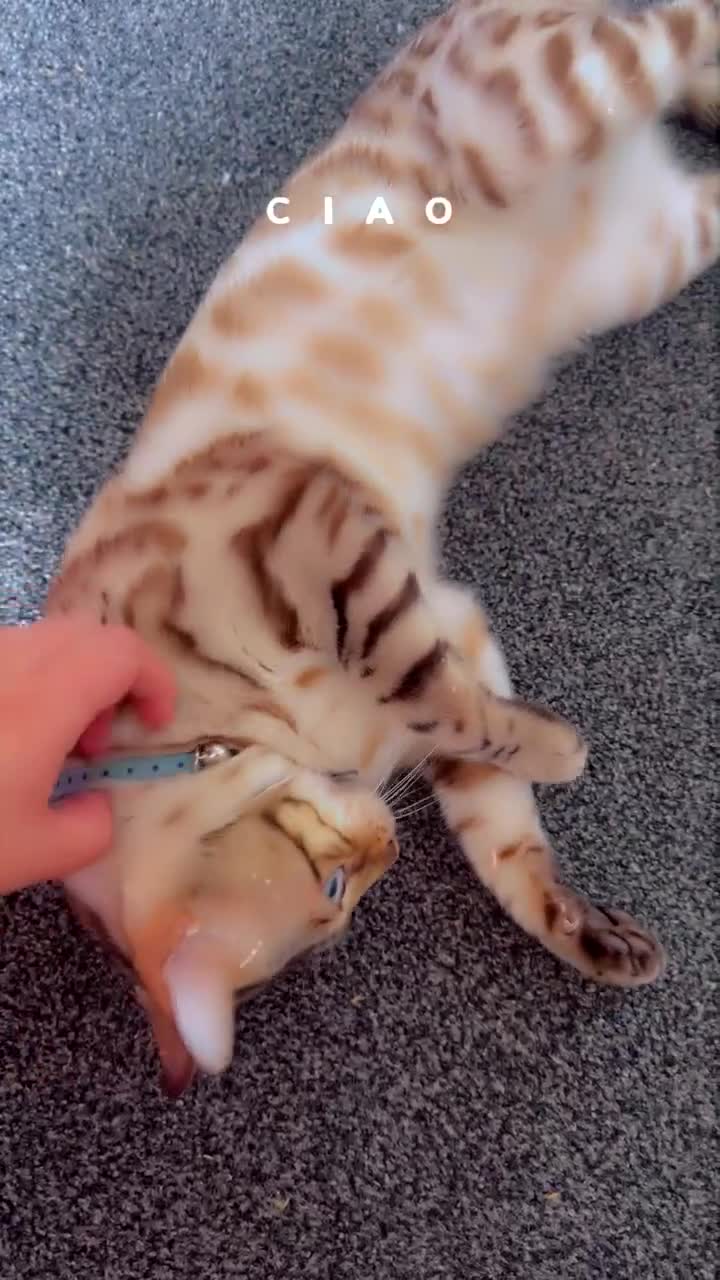 Bengal cats for sale: Beautiful Bengal Boy 1  - Video 3