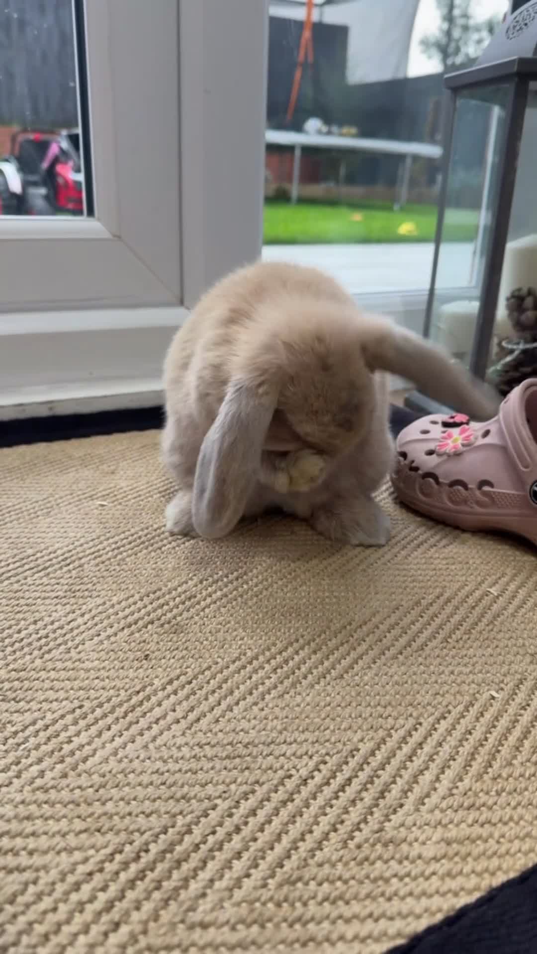 Mini Lop rabbits for sale: Two beautiful mini lops  - Video 1