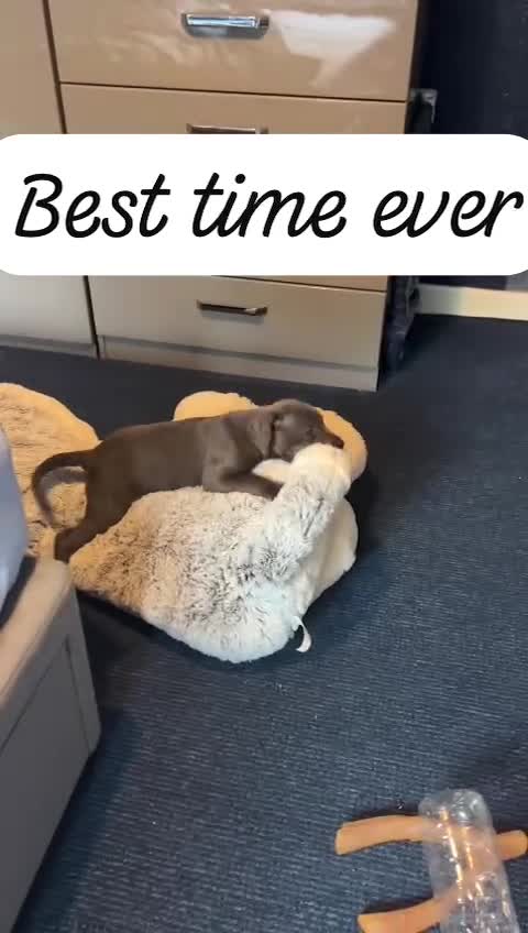 Staffordshire Bull Terrier dogs for stud: Stunning blue staffy for 1st time stud - Video 1