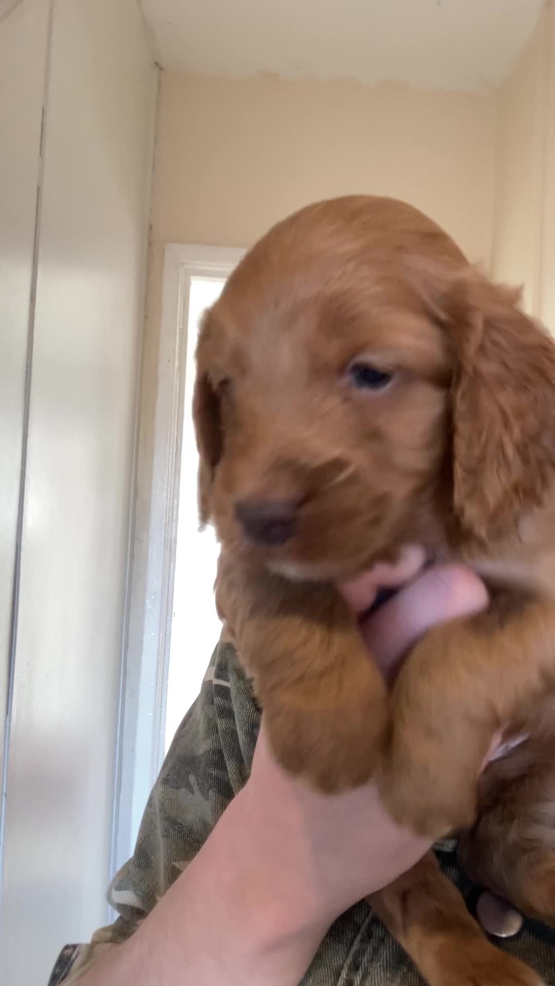 Cockapoo dogs for sale: 8 cockapoo puppys - Video 4
