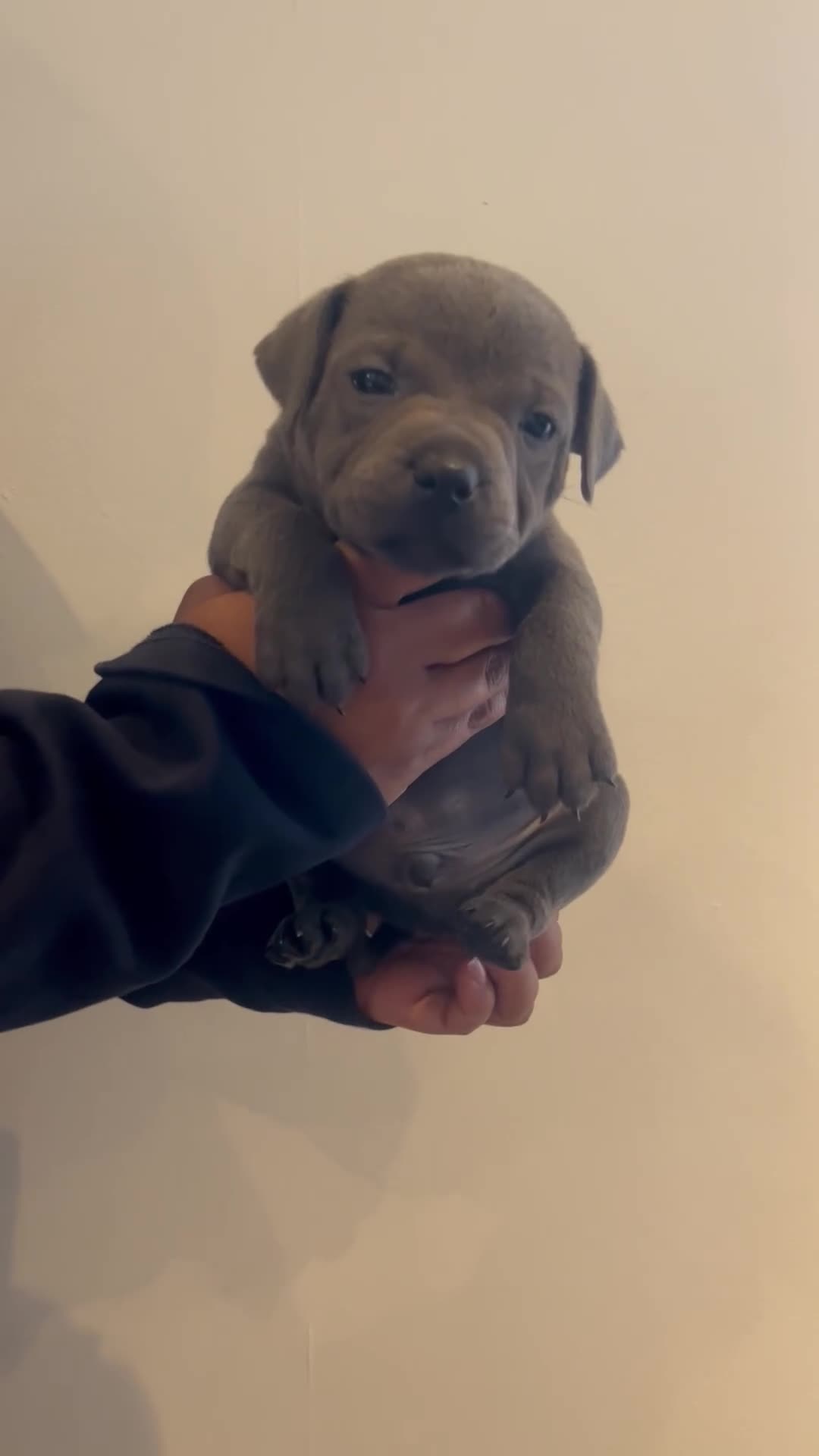 Staffordshire Bull Terrier dogs for sale: PHARAON PUPPIES 🏆 STAFFORDSHIRE BULL TERRIERS  - Video 3