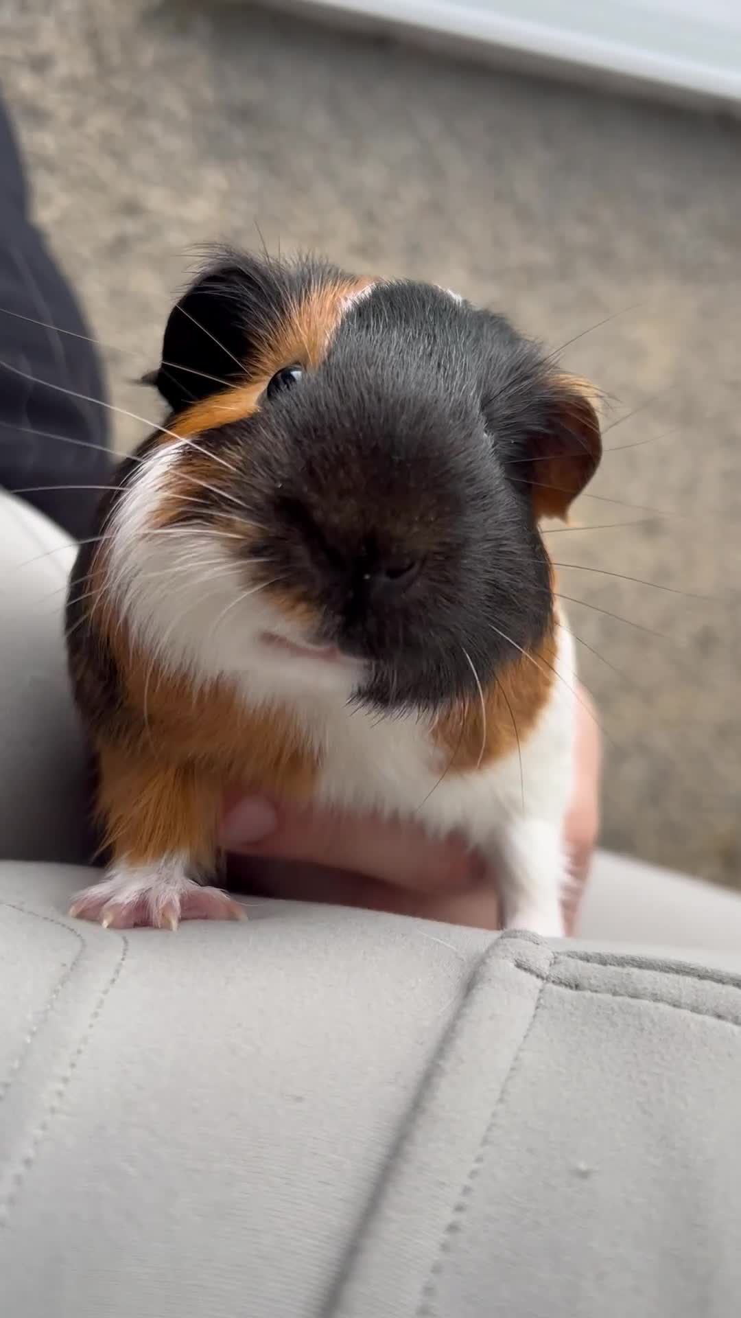 Guinea Pig rodents for sale: 2 male guinea pigs - Video 1