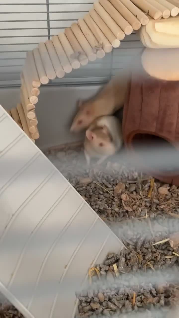 Rat rodents for sale: 2 female rats  in Bristol - Video 2