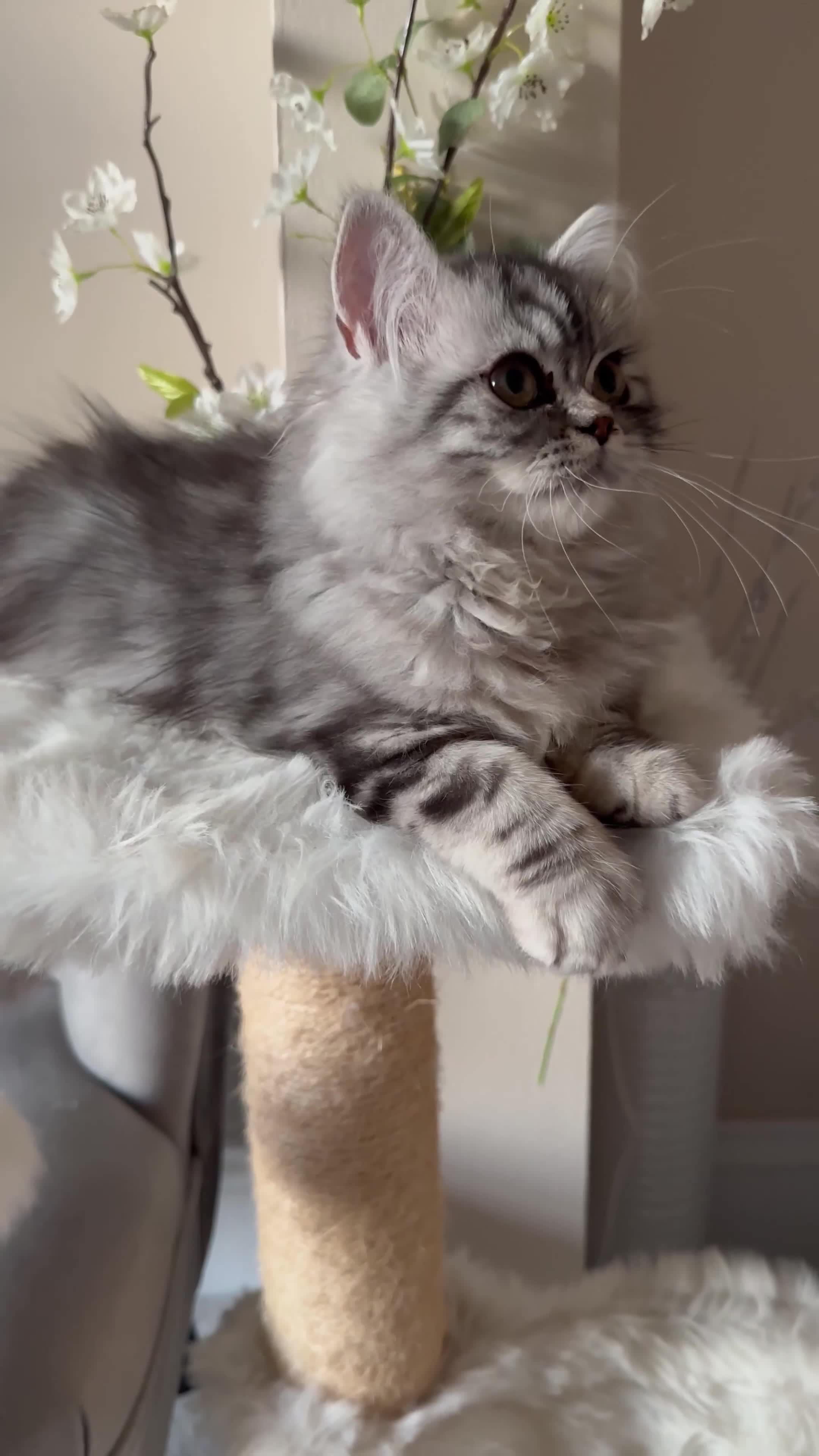 British Shorthair cats for sale: SILVER TABBIES - Registered & Full Pedigree - Video 2