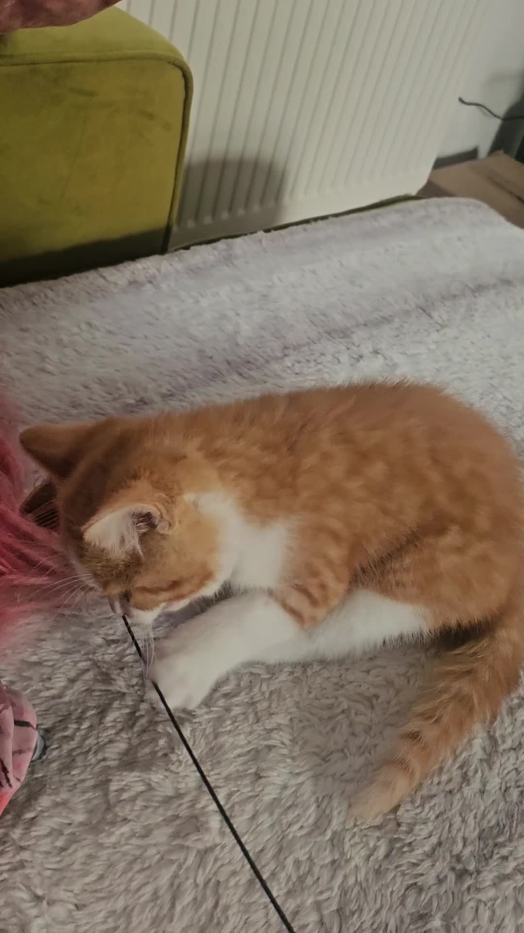 Selkirk Rex cats for sale:  Beautiful Home-Raised Selkirk Rex&BSH Kittens 😻 - Video 2