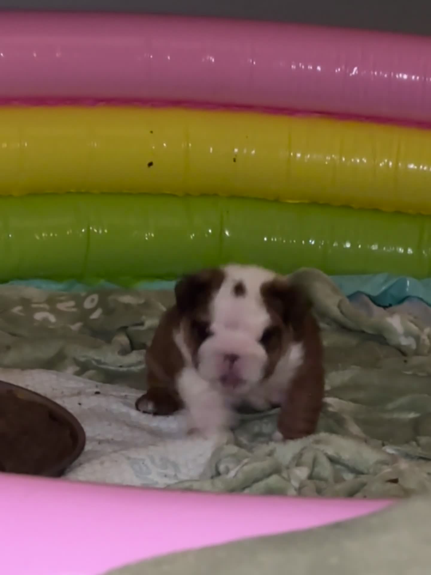 English Bulldog dogs for sale: 2 females from INW GRCH Bonnie.  - Video 2