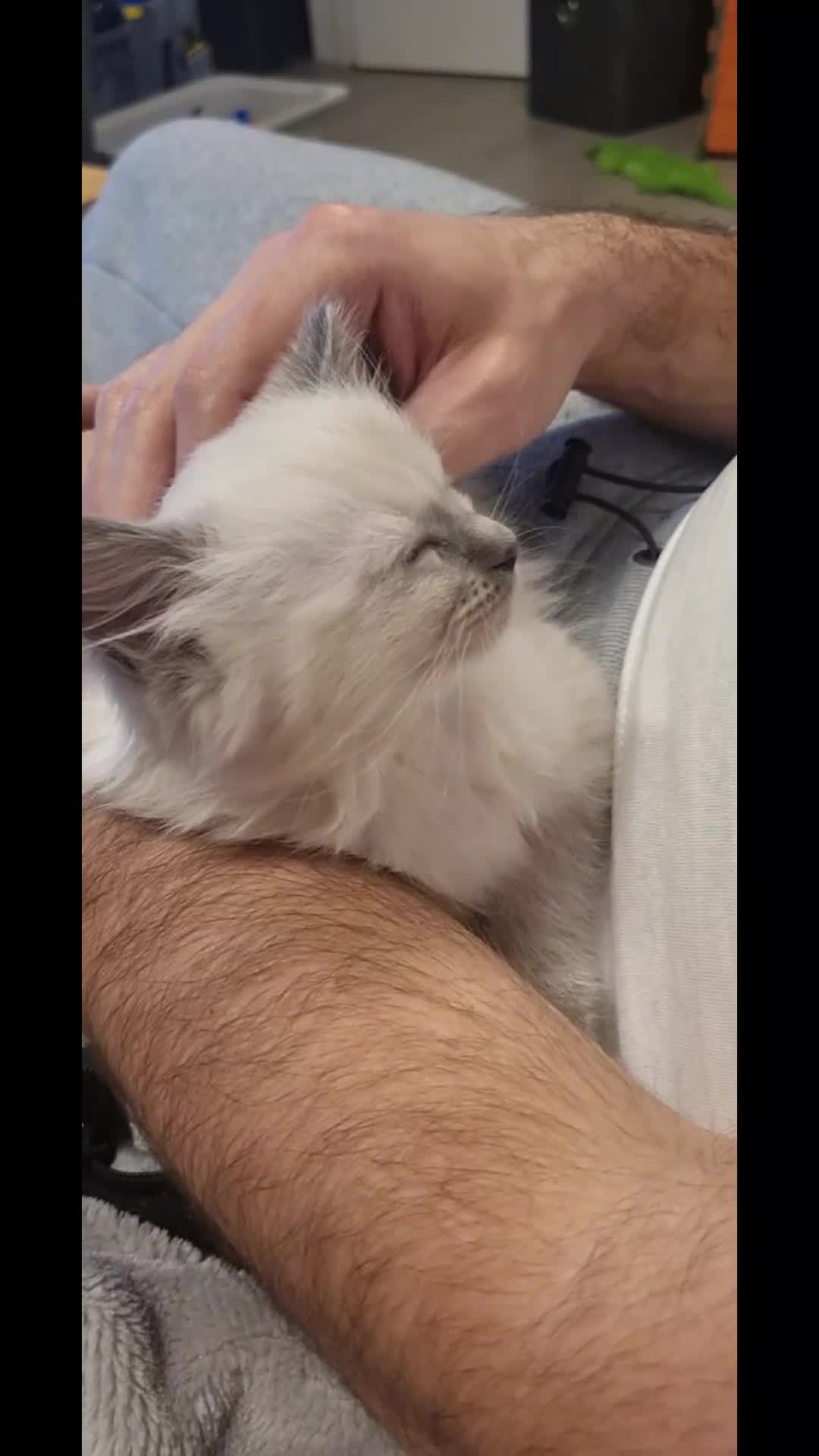 Ragdoll cats for sale: Ready Now Ragdoll boy DNA tested  - Video 1