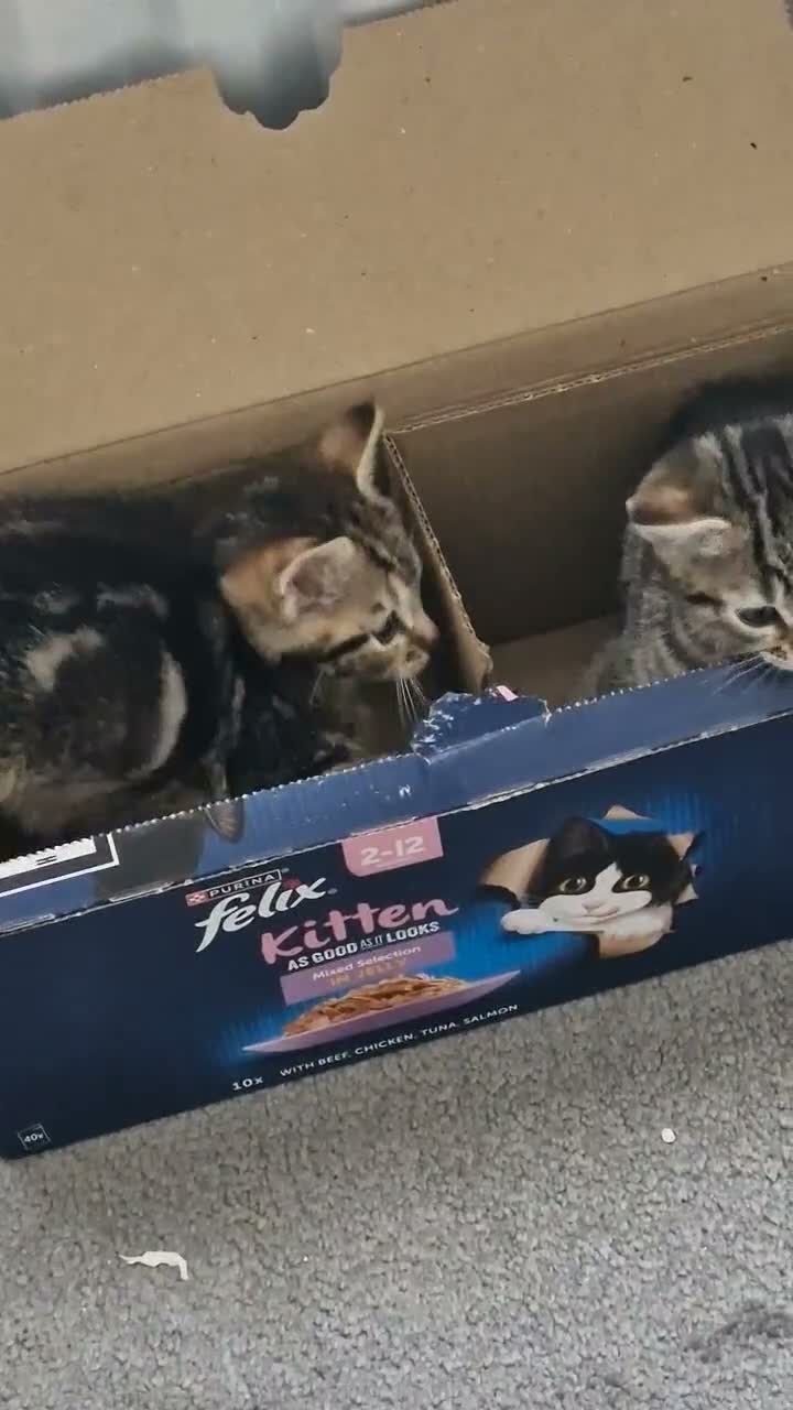 Mixed Breed cats for sale: Bengal Cross last Kitten remaining  - Video 1