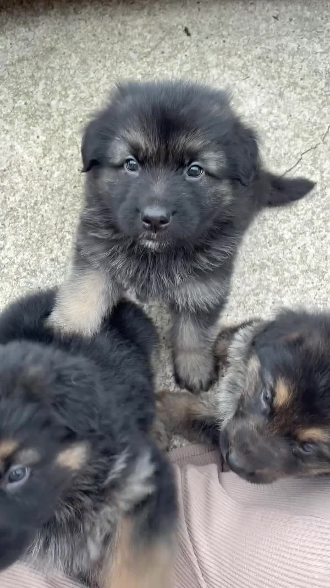 German Shepherd dogs for sale: Pure German Shepherd Puppies. - Video 1