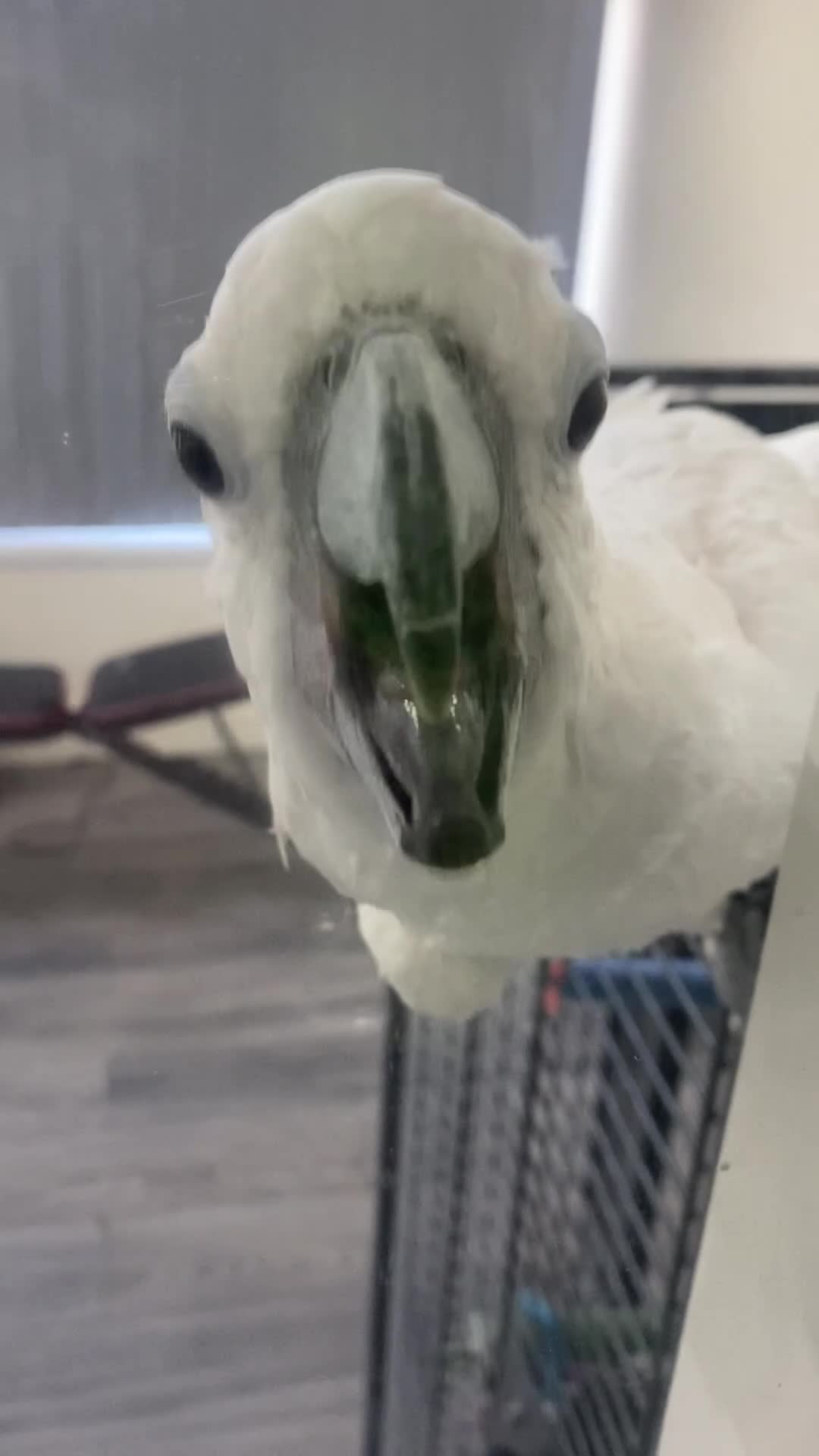 Cockatoo birds for sale: Bella Umberella Cockatoo - Video 2