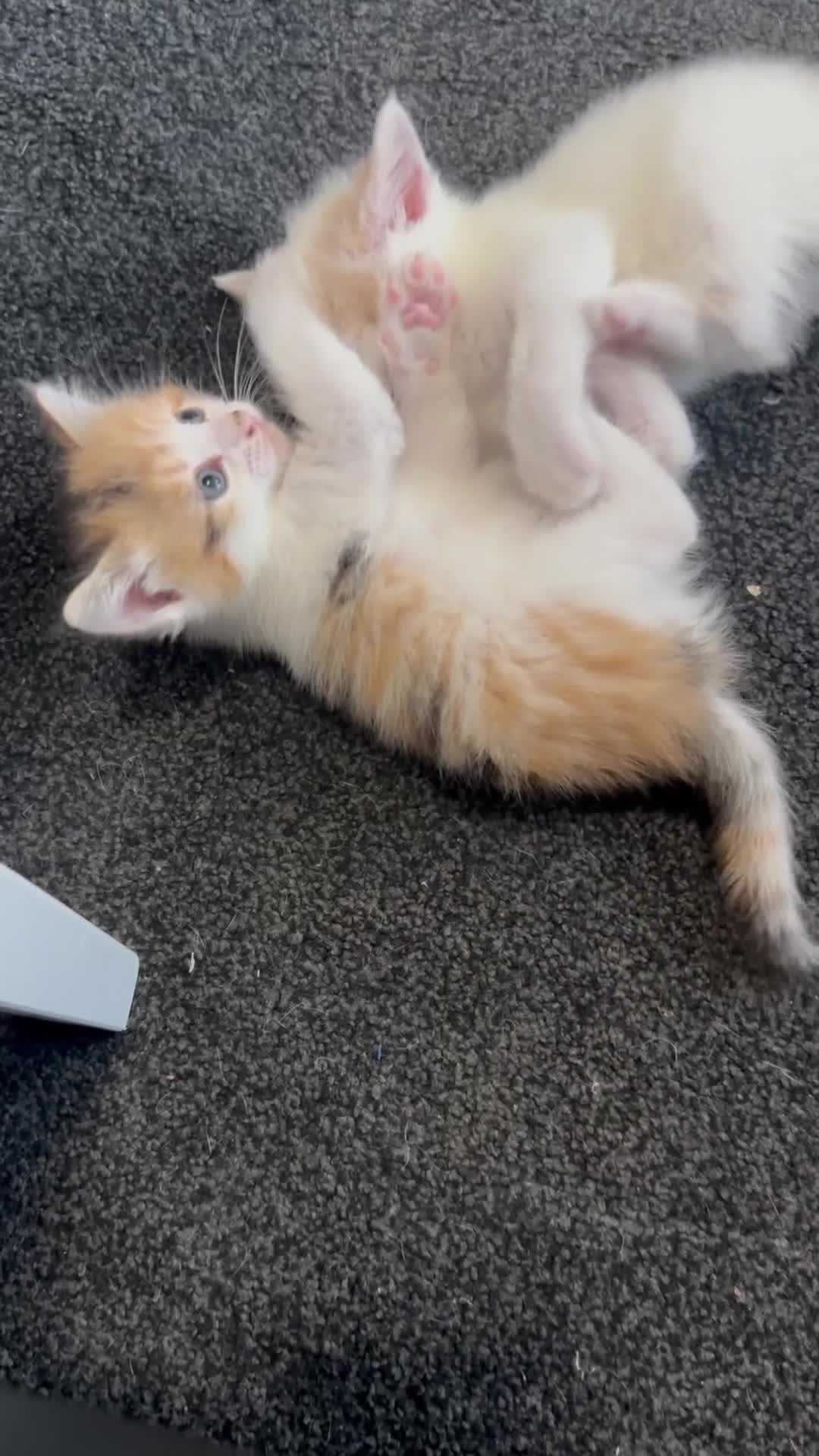Domestic Shorthair cats for sale: 5 kittens 1 mother - Video 3