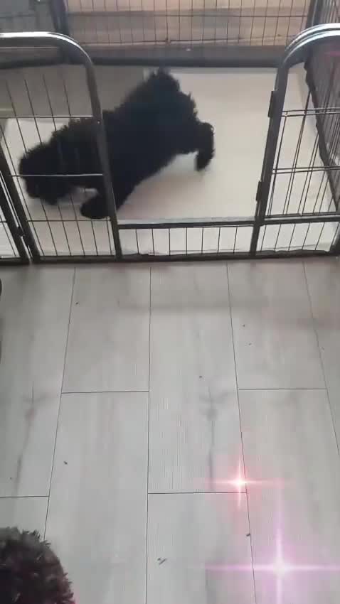 Cavapoo dogs for sale: Last 3 beautiful f1b Cavapoo - Video 1