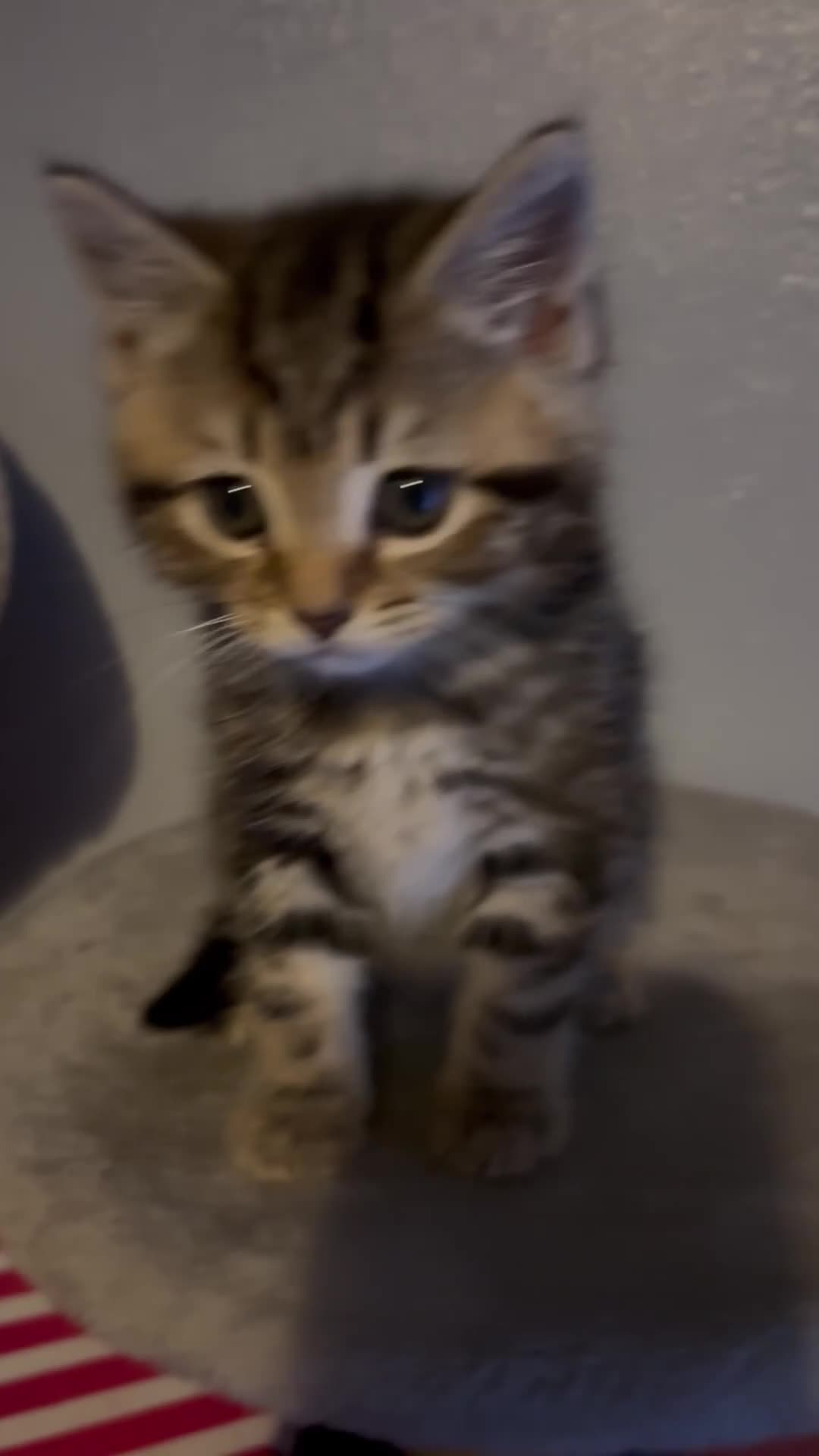 Mixed Breed cats for sale: paige - Video 2