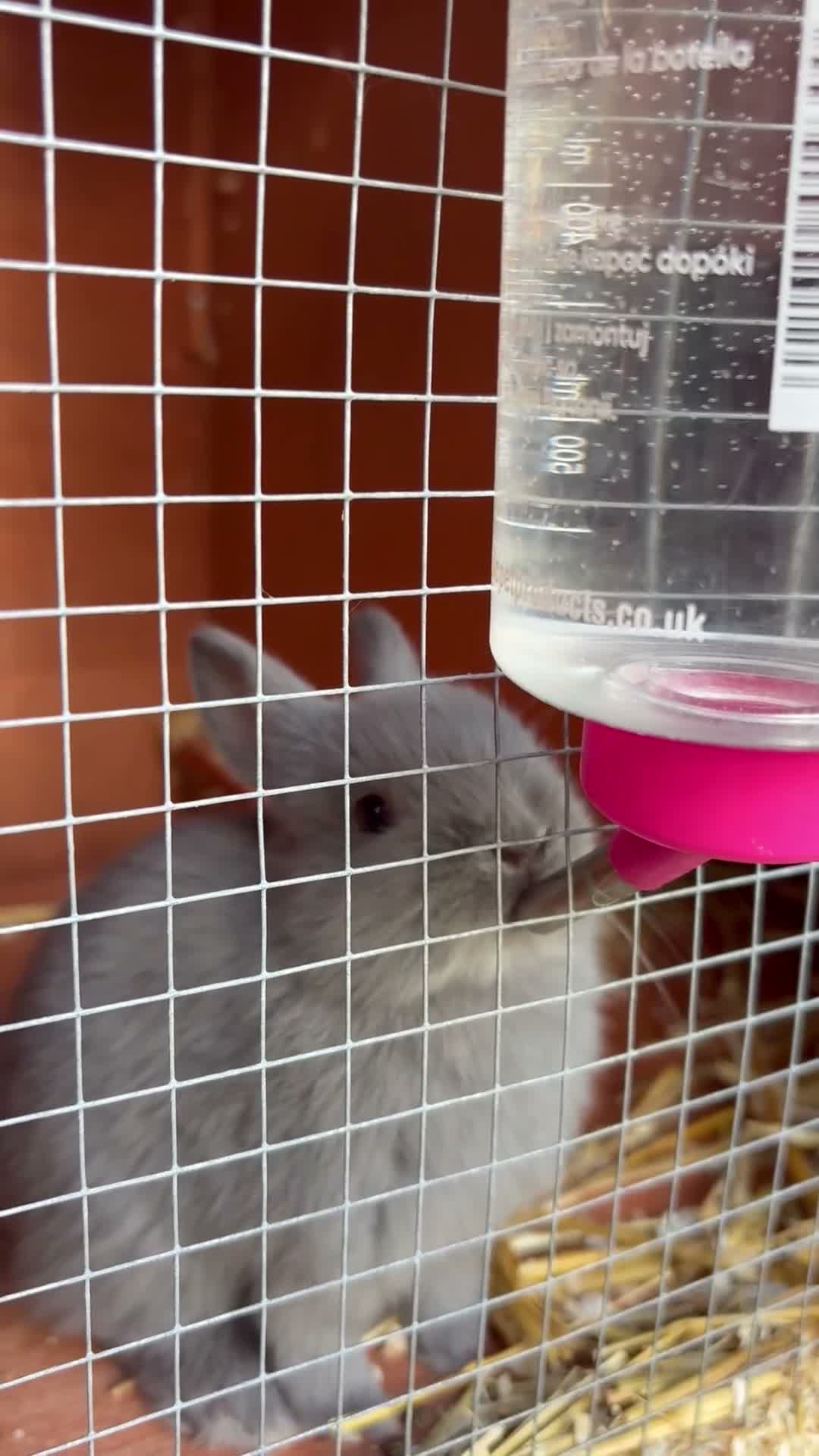 Netherland Dwarf rabbits for sale: Netherland dwarf Babies  - Video 2