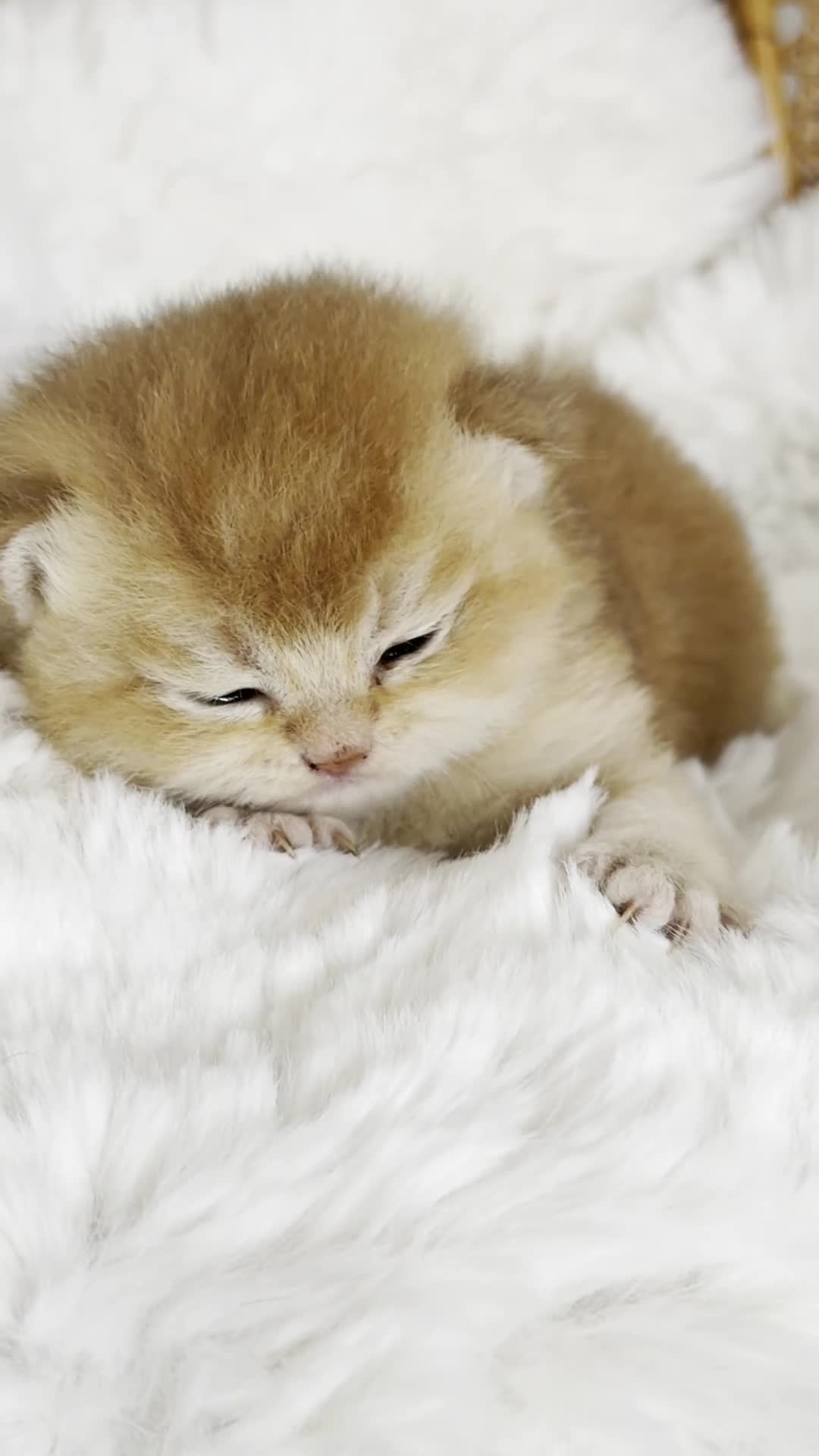 British Shorthair cats for sale: BSH Golden kittens,exc quality, registered  - Video 1