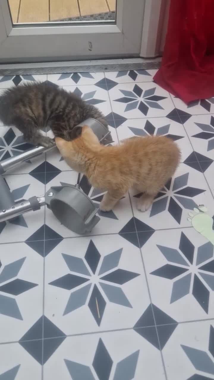 Mixed Breed cats for sale: 3 little kittens (females) - Video 2