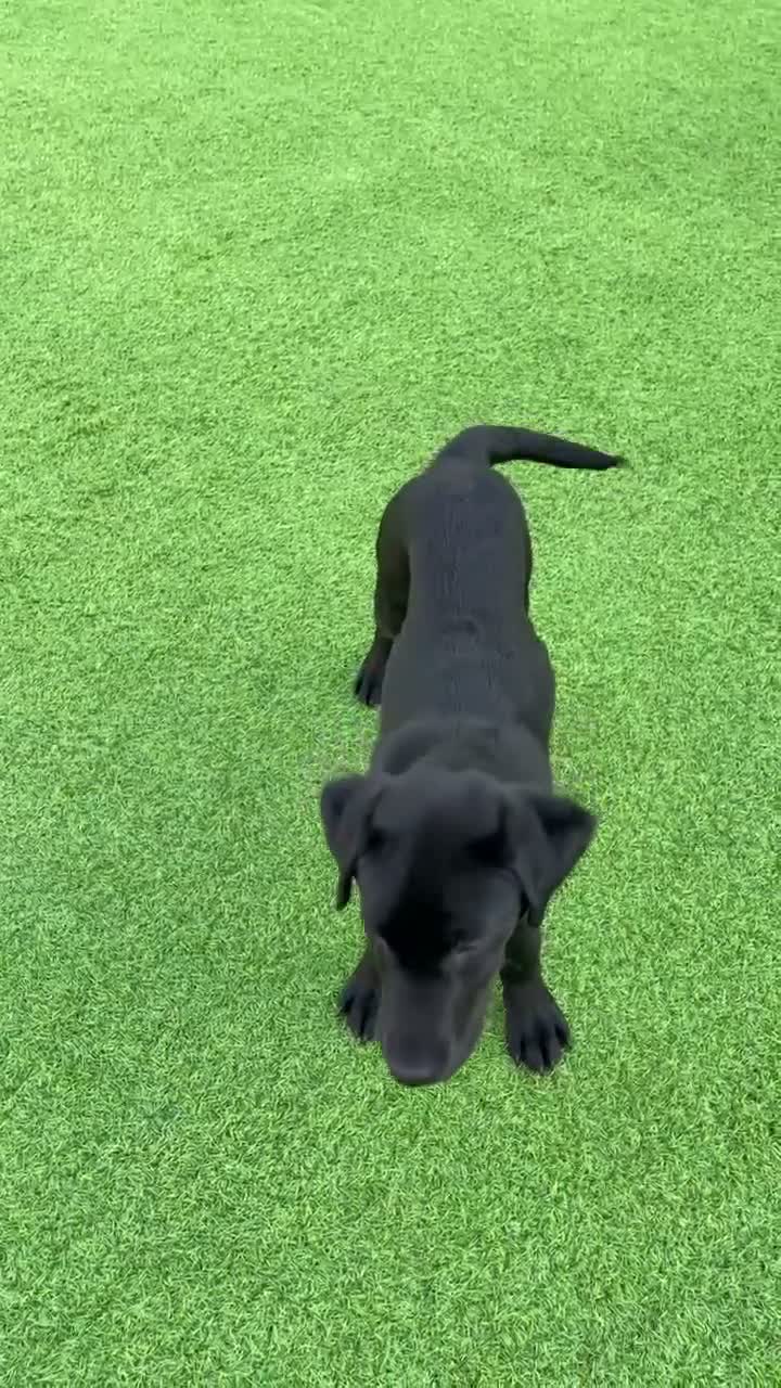 Labrador Retriever dogs for sale: Both parents are pedigreed Labradors in Altrincham - Video 1
