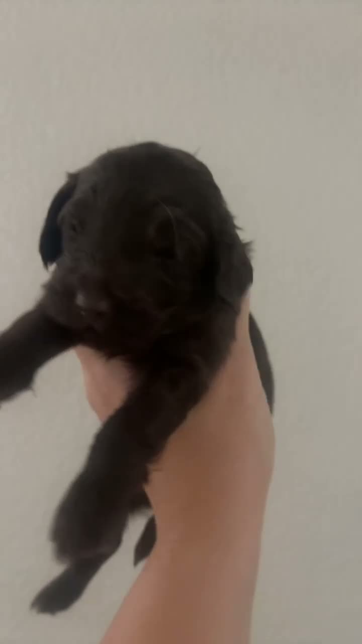 Cockapoo dogs for sale: Cocapoo puppies in Cramlington - Video 2