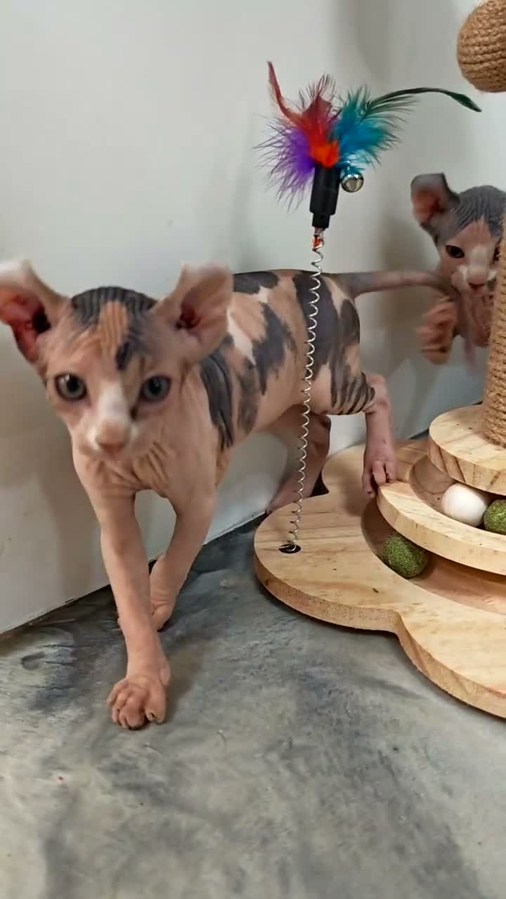 Sphynx cats for sale: Sphynx elf kittens for sale. Rare Calico girls.  - Video 2