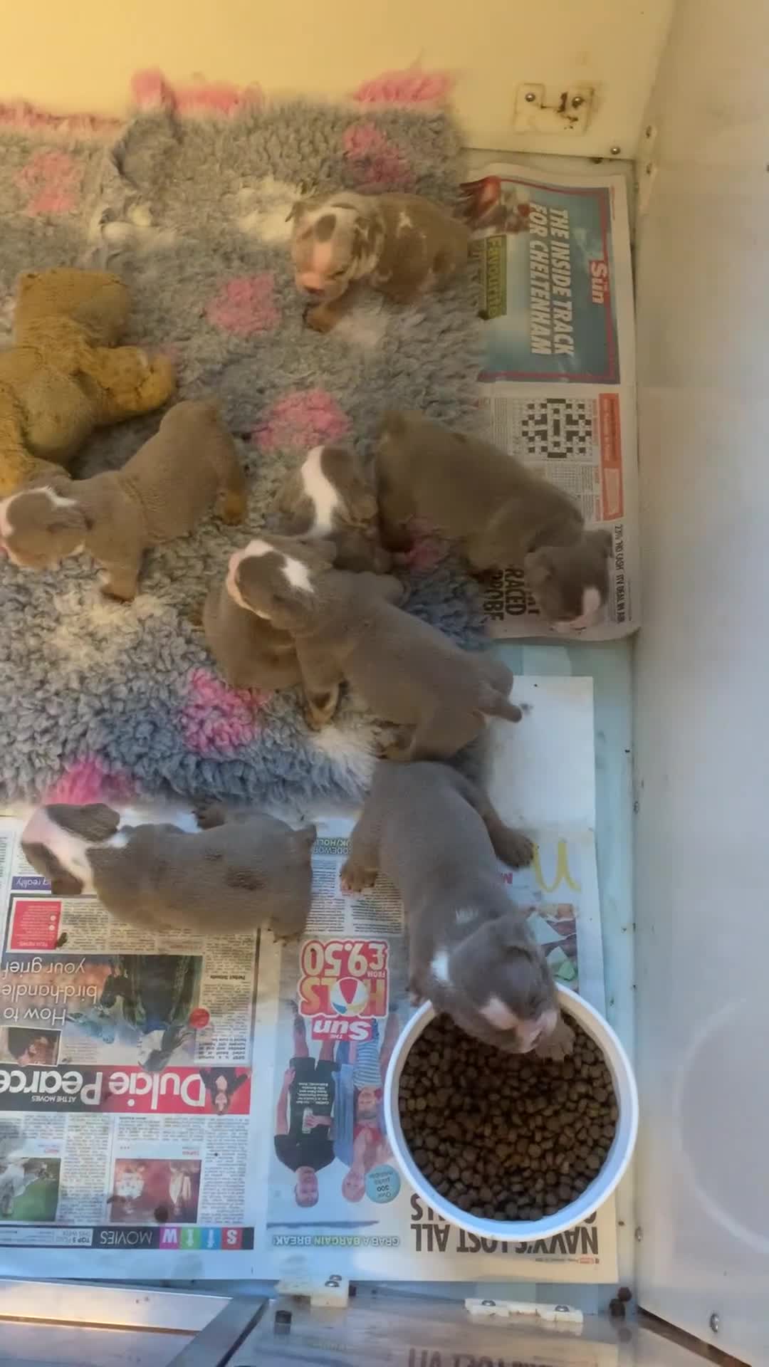 English Bulldog dogs for sale: Last female lilacs English Bulldog  - Video 4