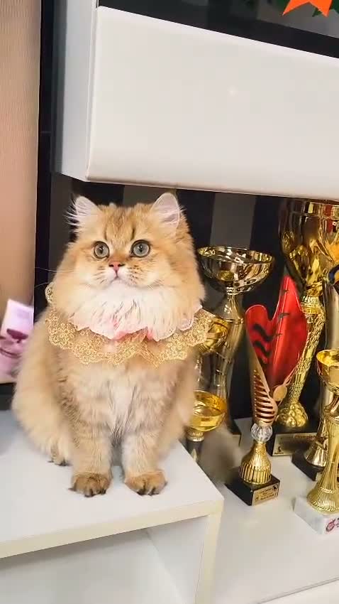 British Longhair cats for sale: Stunning British Longhair Golden Girl – Linda - Video 1