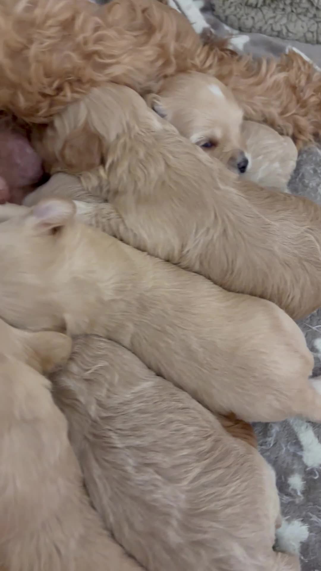 Mixed Breed dogs for sale: 6 adorbale champagne maltipoo puppies ❤️🩷 in Surbiton - Video 1
