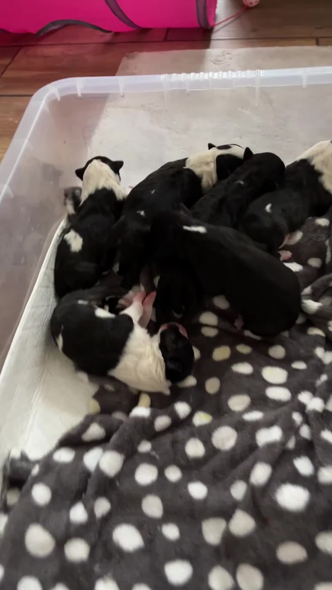 English Bull Terrier dogs for sale: Champion line puppy’s  - Video 1