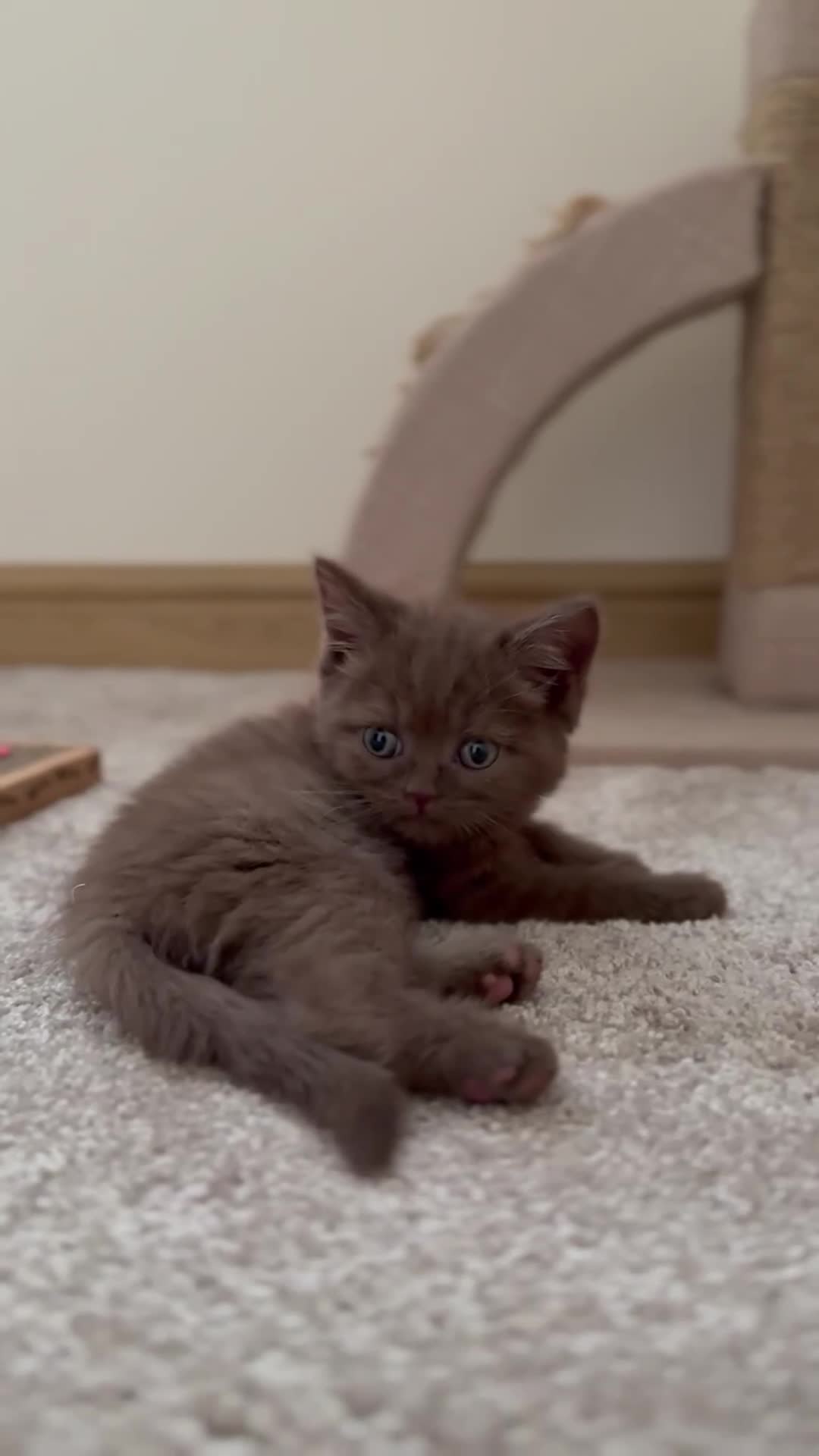 British Shorthair cats for sale: Champion bloodlines - Last cinnamon boy! - Video 1