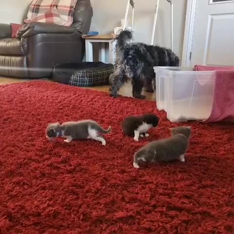 Domestic Shorthair cats for sale: 🐾 Playful, Affectionate Kittens - Video 1