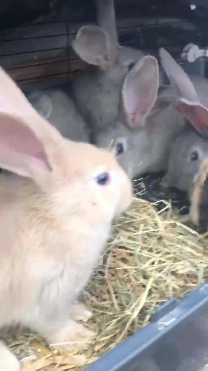 Continental Giant rabbits for sale: Continental giants  - Video 1